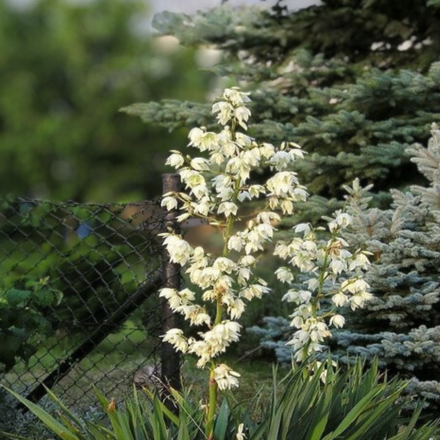 Adam's Needle Yucca Plant 12" Bare Root with White Flowers – Indoor Outdoor Garden Plant Yucca filamentosa
