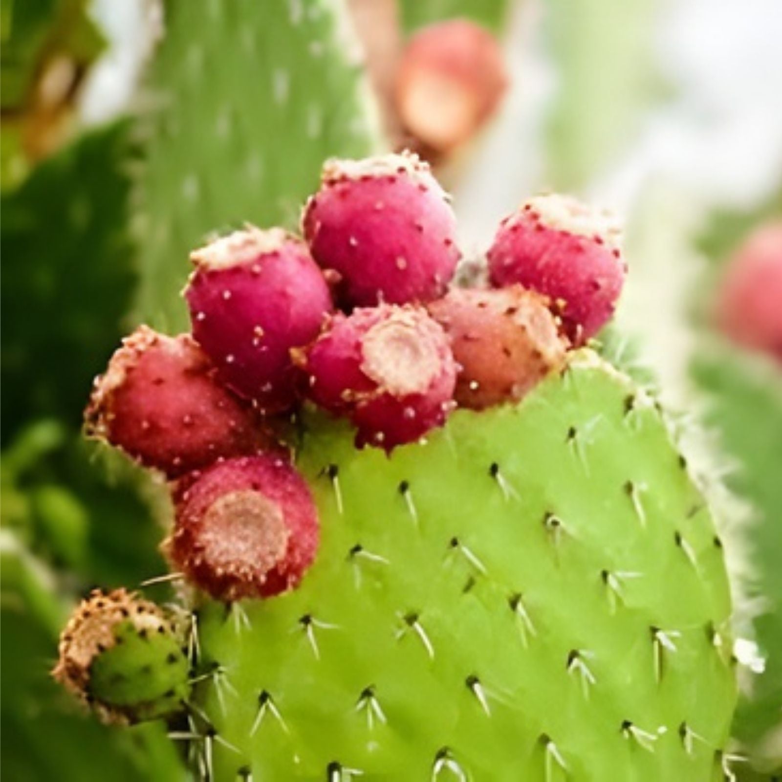 Prickly Pear Cactus Plant – Spiny Succulent Variety – Opuntia Ficus-Indica – Desert Garden Plant, Drought Tolerant, Easy Care