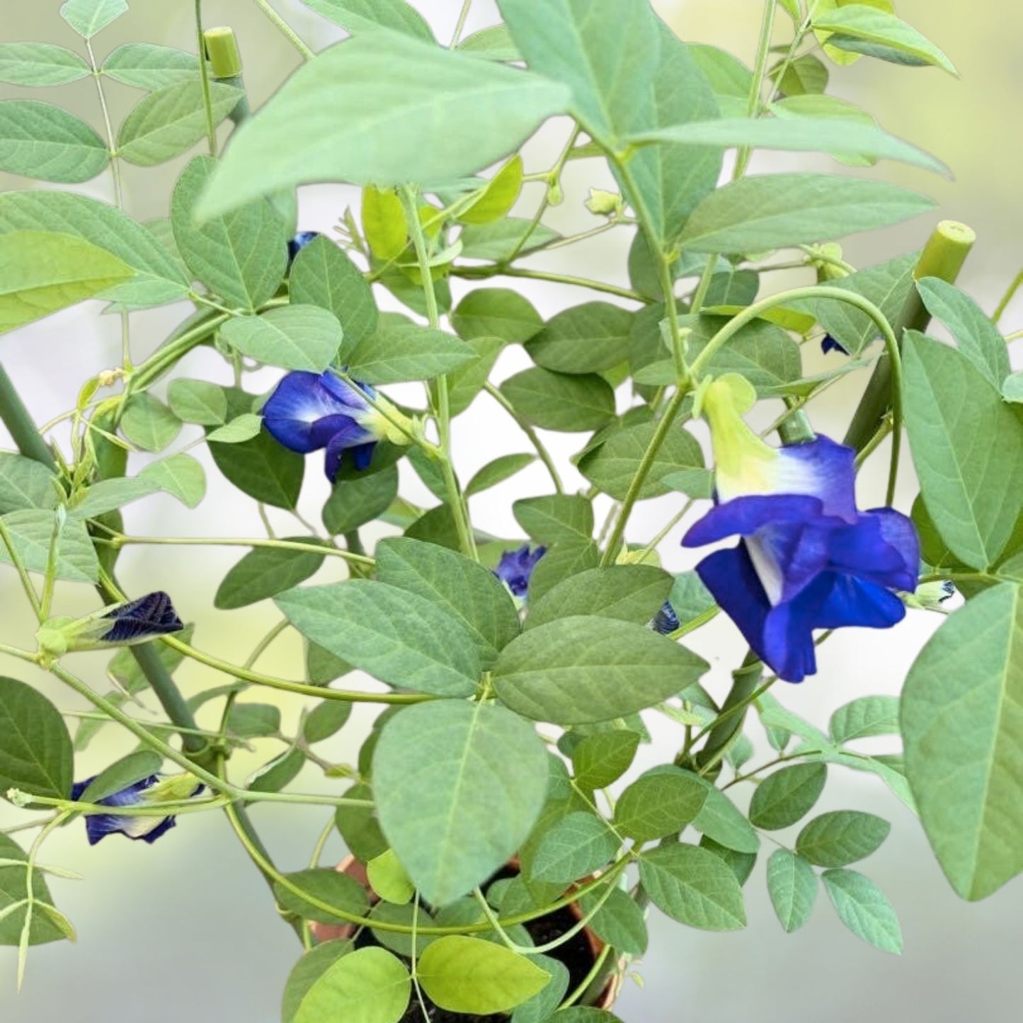Butterfly Pea Vine Seeds - Organic Showy Edible Clitoria ternatea - 5 Pack - Free Shipping