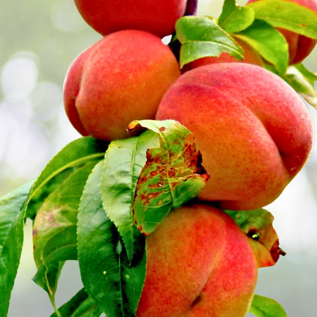 Peach Tree Seeds Dwarf Loring Nemaguard Prunus persica Fast Hardy Fruit 3+1 Free