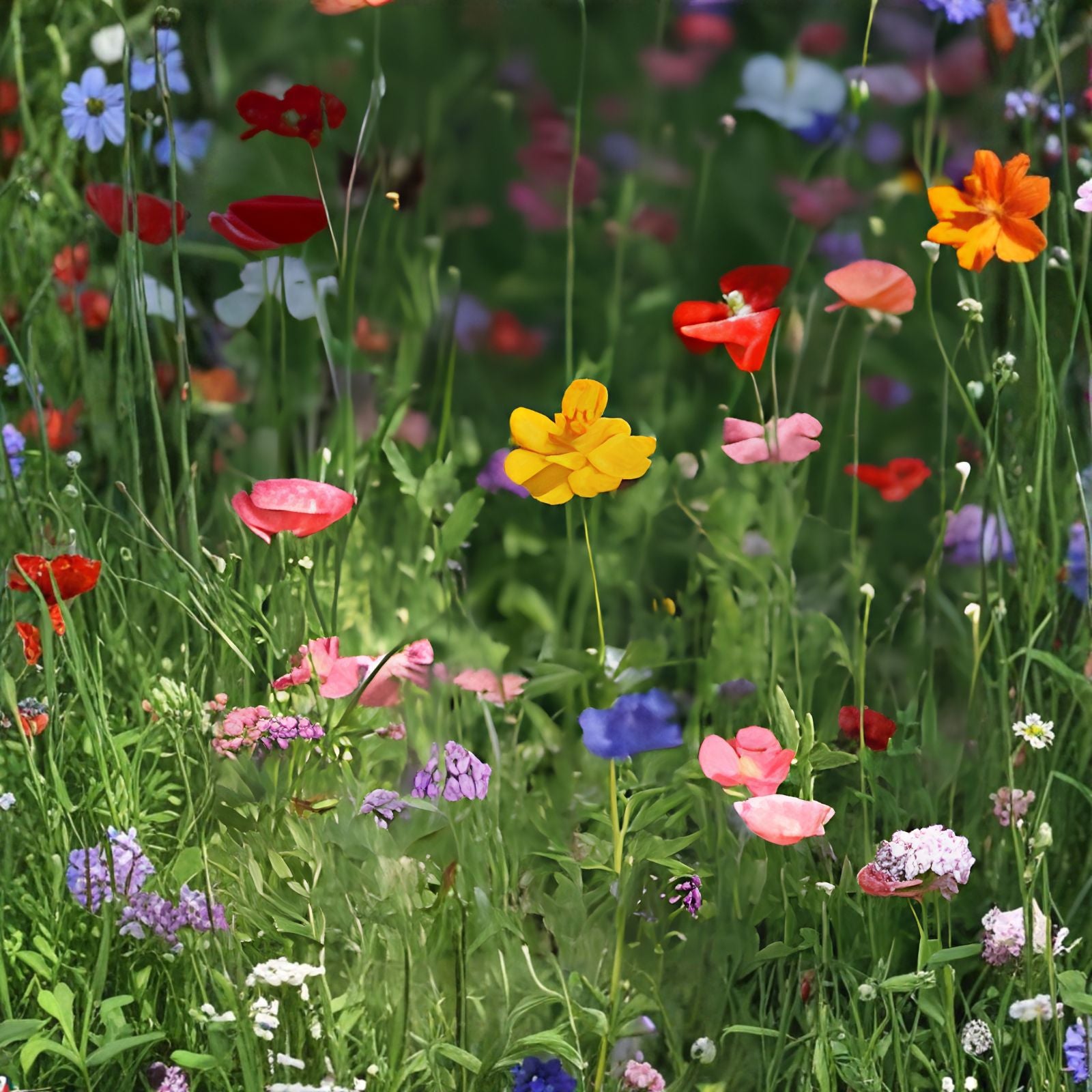 Outdoor Wildflower STEM Kit for Perennial Plants Hummingbirds Monarch Butterflies Educational Gardening Activity