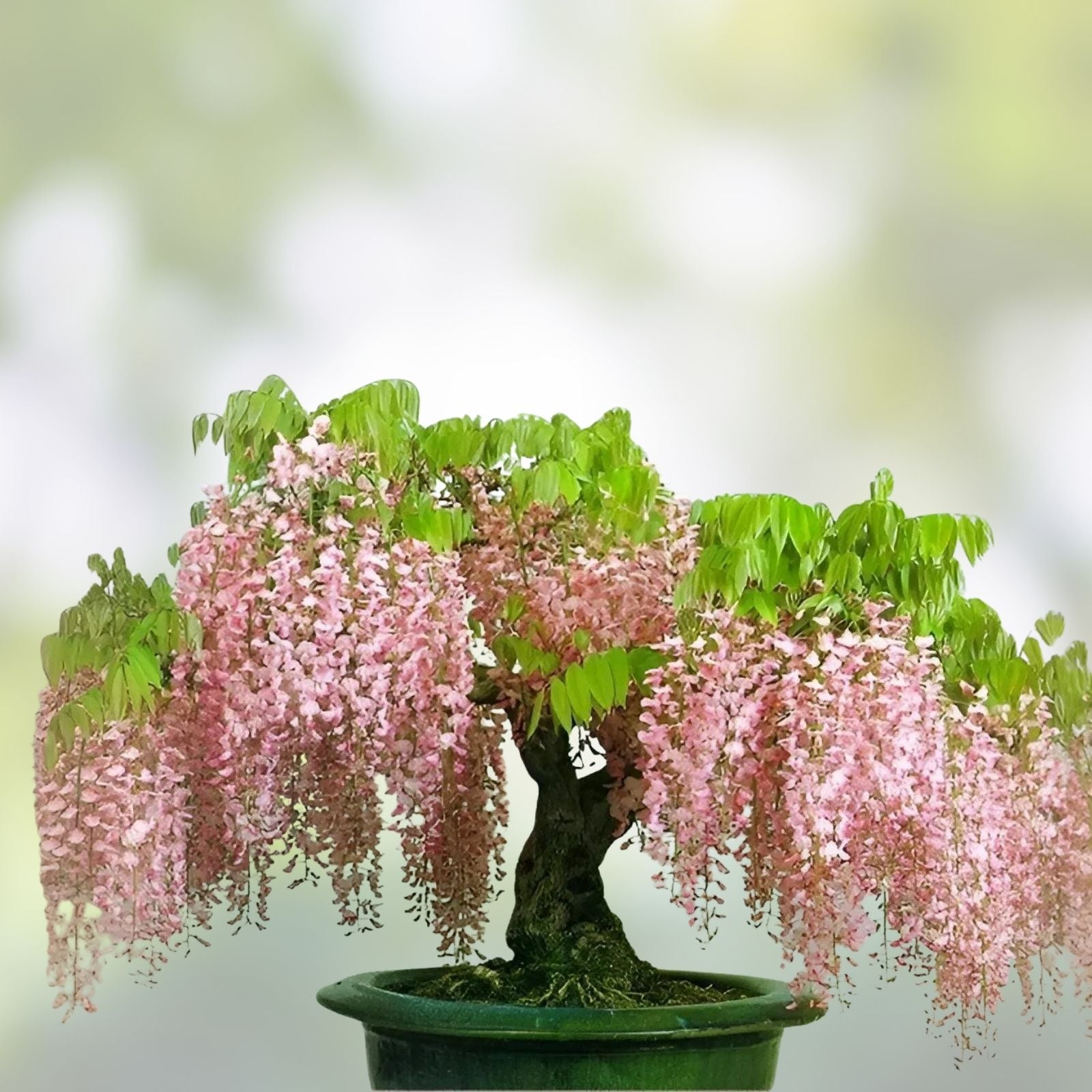 Rare Pink Wisteria Bonsai Tree Seeds, 5 Seeds - Japanese Wisteria (Wisteria floribunda) for Home Gardening