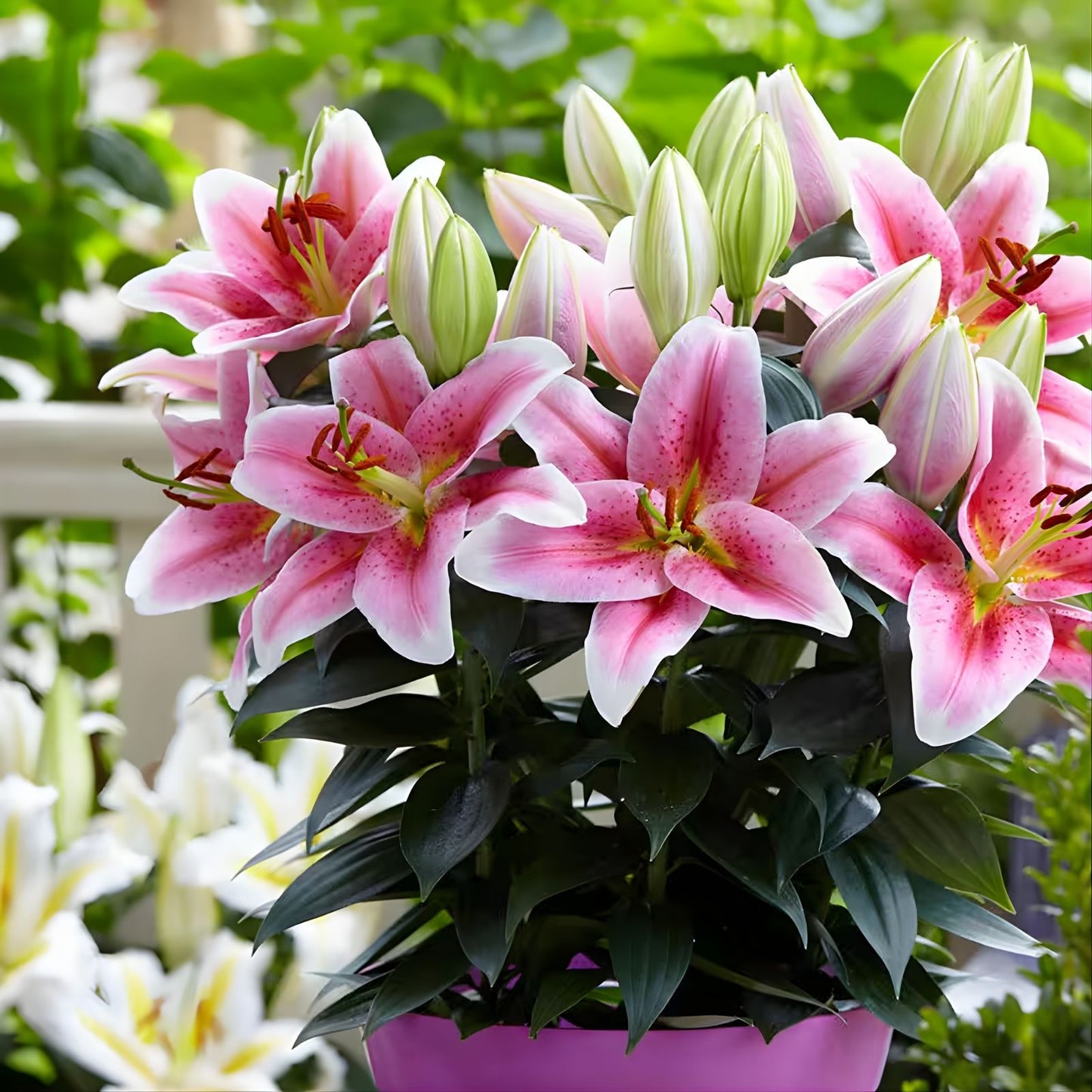 Large Fragrant Pink Oriental Lily Bulb 'Smart Romance' – Live Flowering Lilium Bulb for Garden and Landscaping