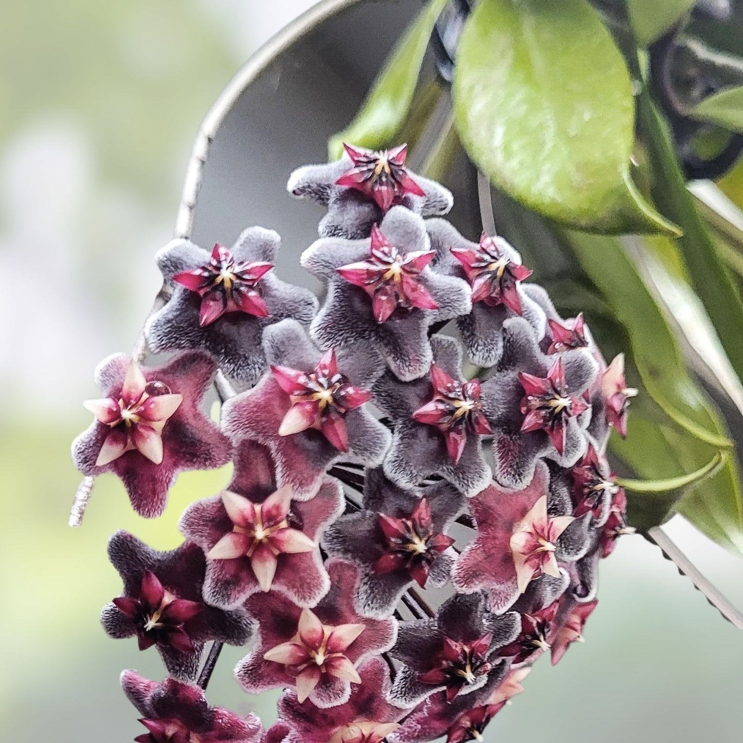Hoya Plant 2,5" Pot Royal Hawaiian Purple Hoya pubicalyx Rooted Houseplant Indoor Live Plant