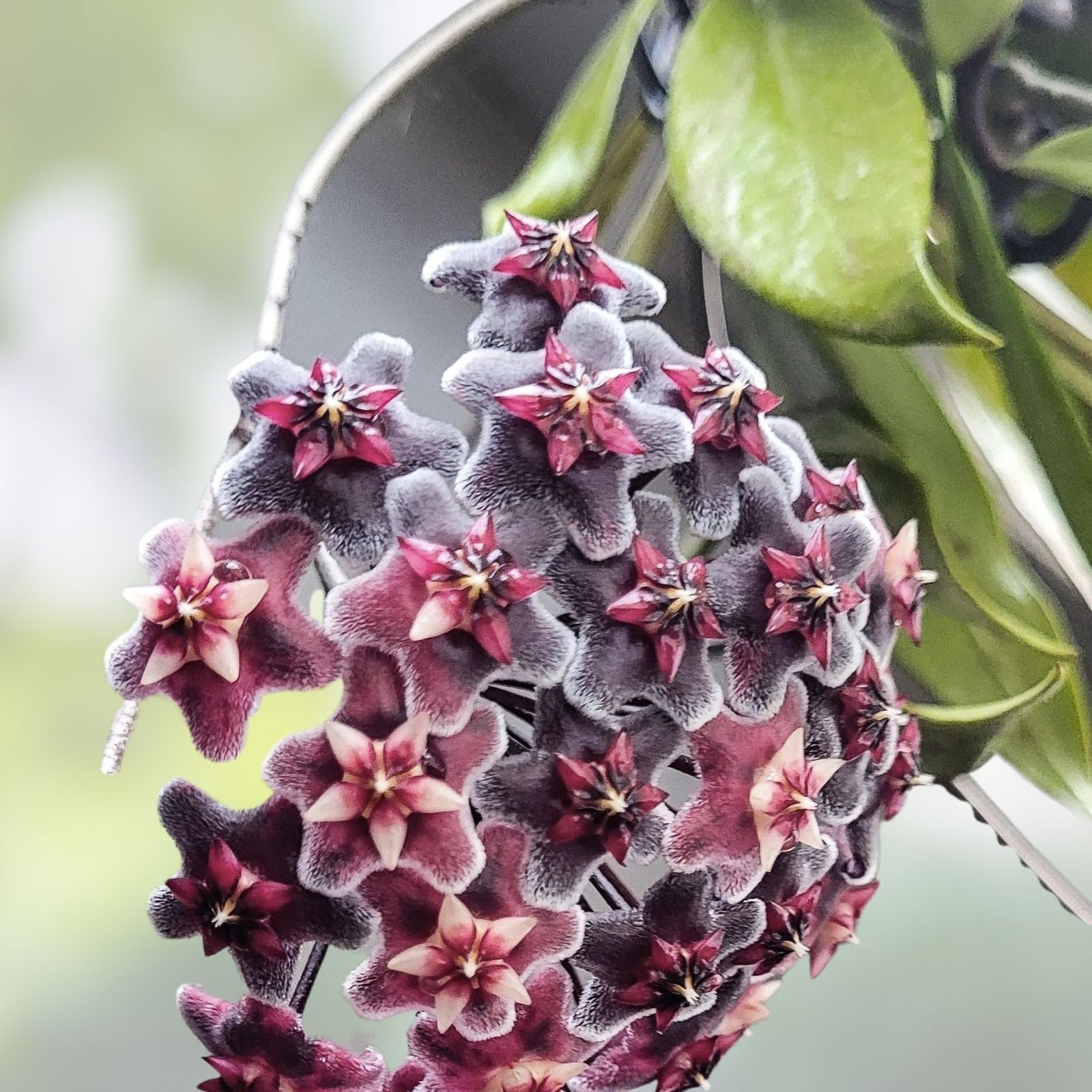 Hoya Plant 2,5" Pot Royal Hawaiian Purple Hoya pubicalyx Rooted Houseplant Indoor Live Plant