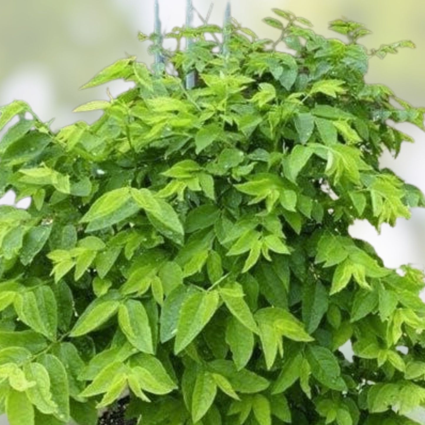 Unrooted Katuk Herb Cuttings 8" Organic CA Grown Sauropus androgynus for Gardening and Cooking