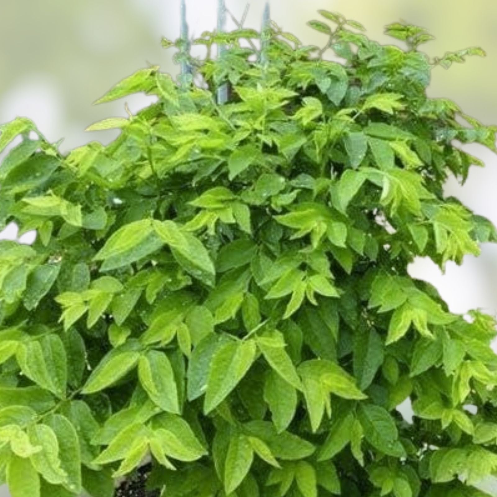 Unrooted Katuk Herb Cuttings 8" Organic CA Grown Sauropus androgynus for Gardening and Cooking