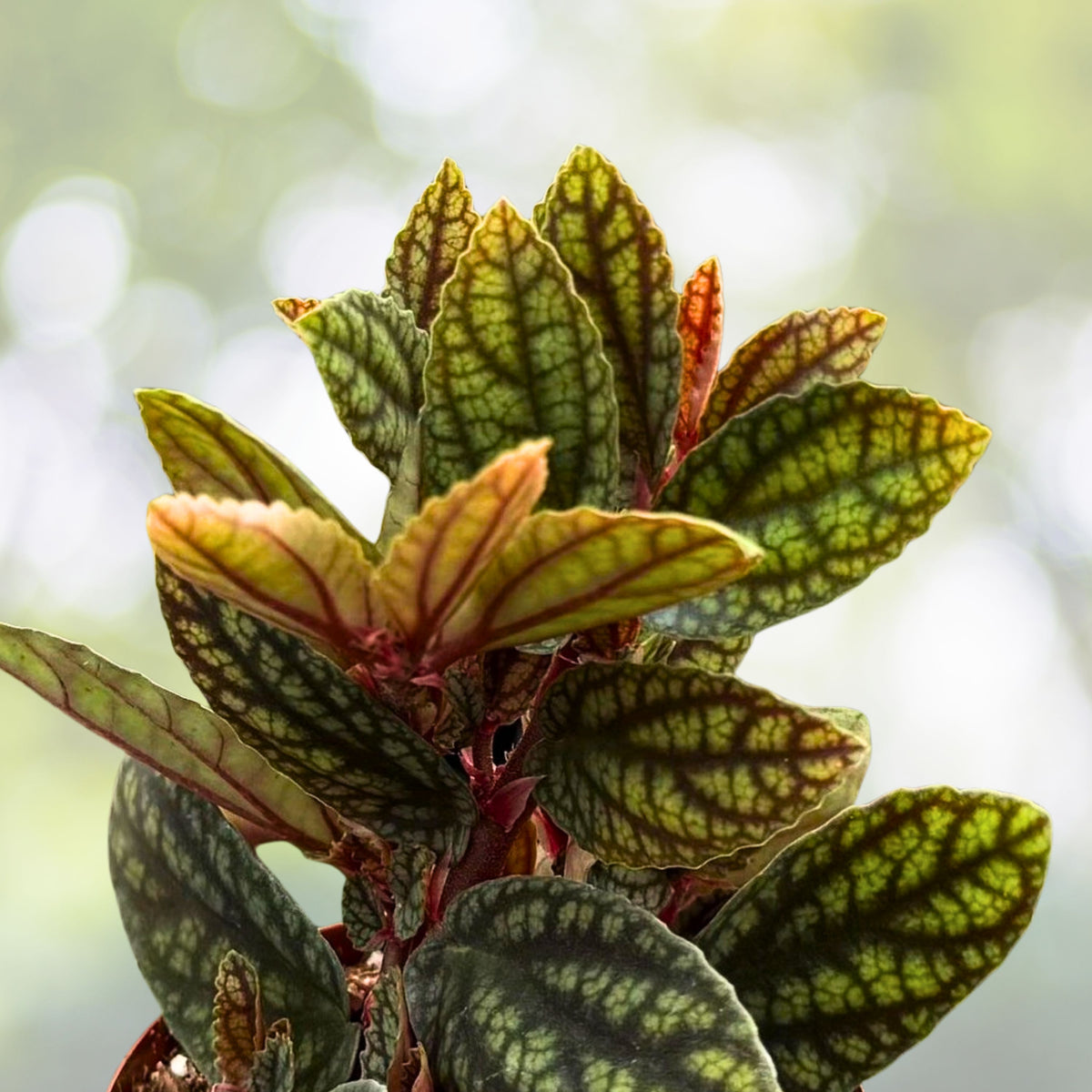 Rainbow Vine Plant 3" Pot | Pellionia Pulchra | Tropical Houseplant with Striking Patterned Leaves