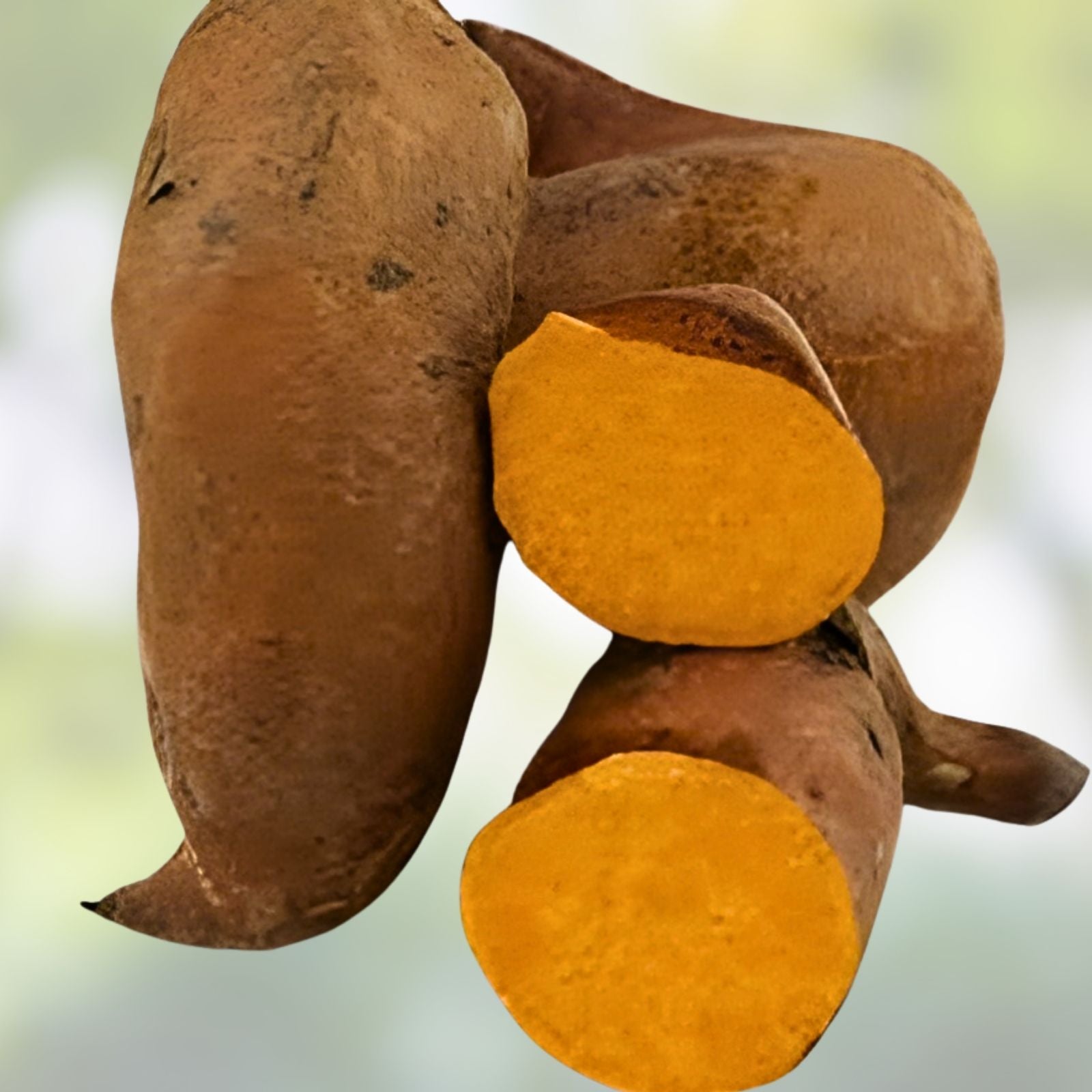 Beauregard Sweet Potato Plants - 15 Slips - Organically Grown - Ipomoea batatas - Root Vegetables, Organic Gardening, Edible Plants