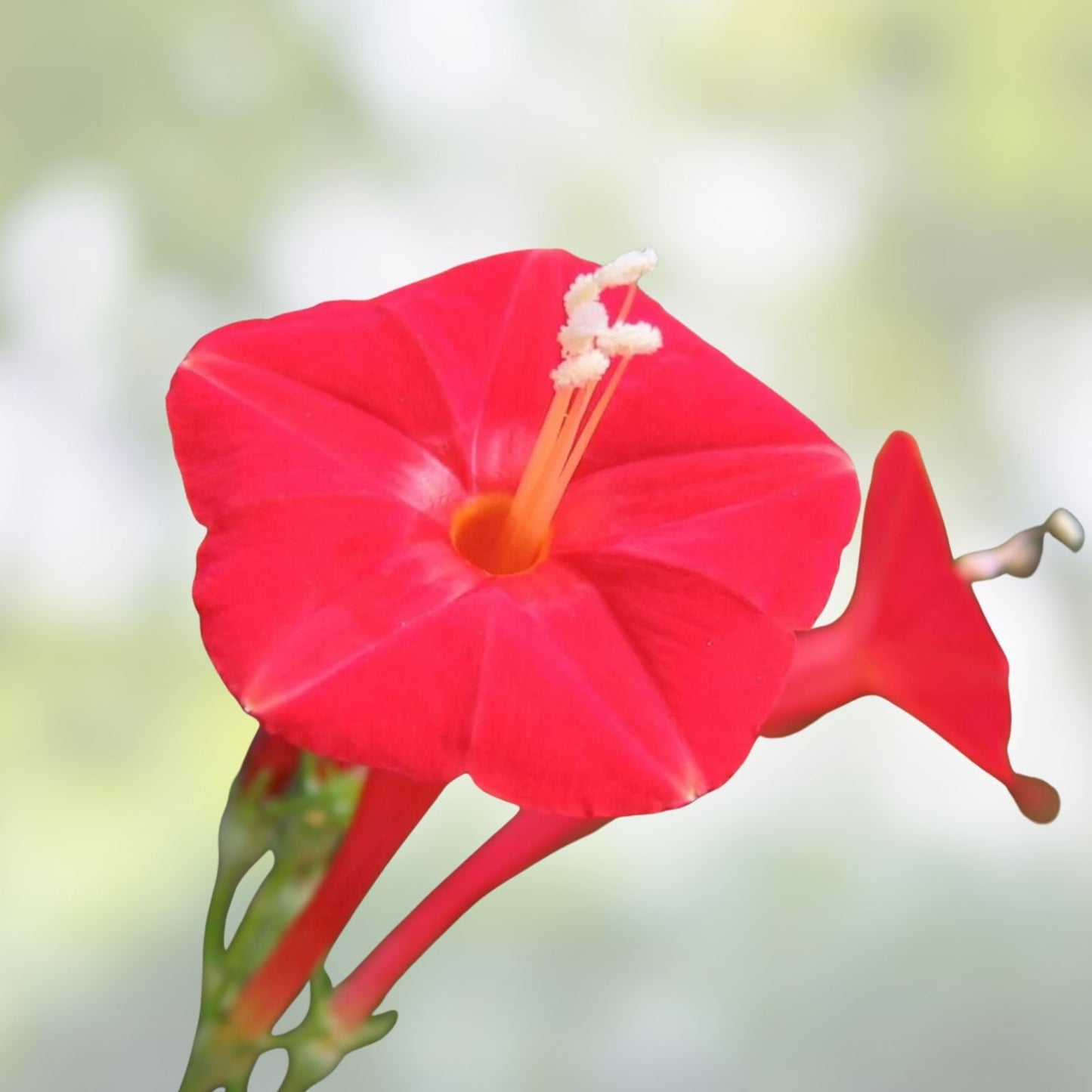 Scarlet O'Hara Morning Glory Seeds – 100+ Vibrant Blooms – Ipomoea purpurea – Fast-Growing Flower Seeds for Garden