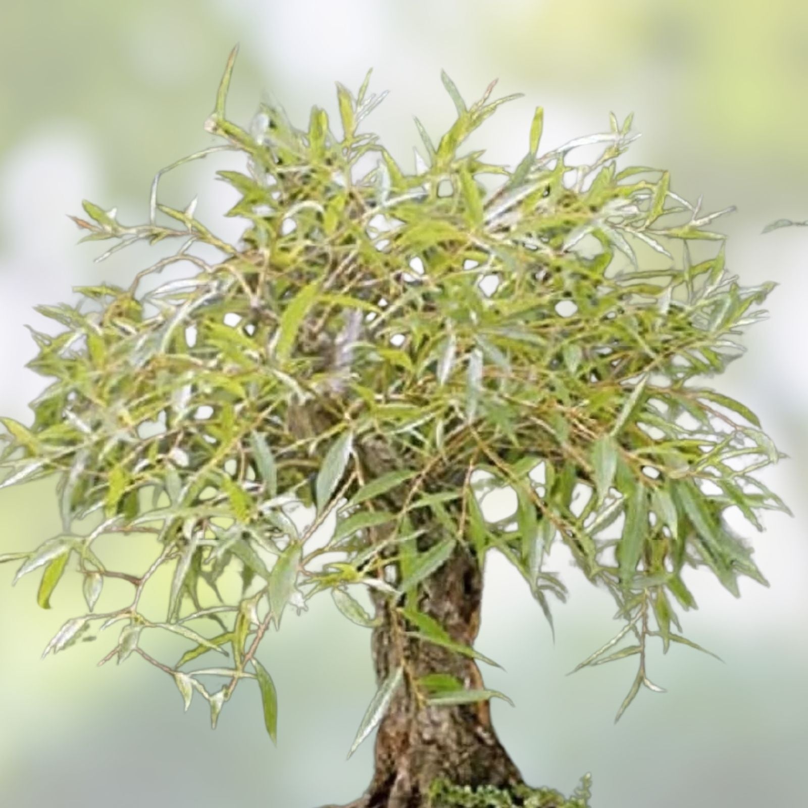 Golden Curls Willow Tree Cutting - Live Plant - Rare Bonsai Variety - Salix matsudana 'Golden Curls'