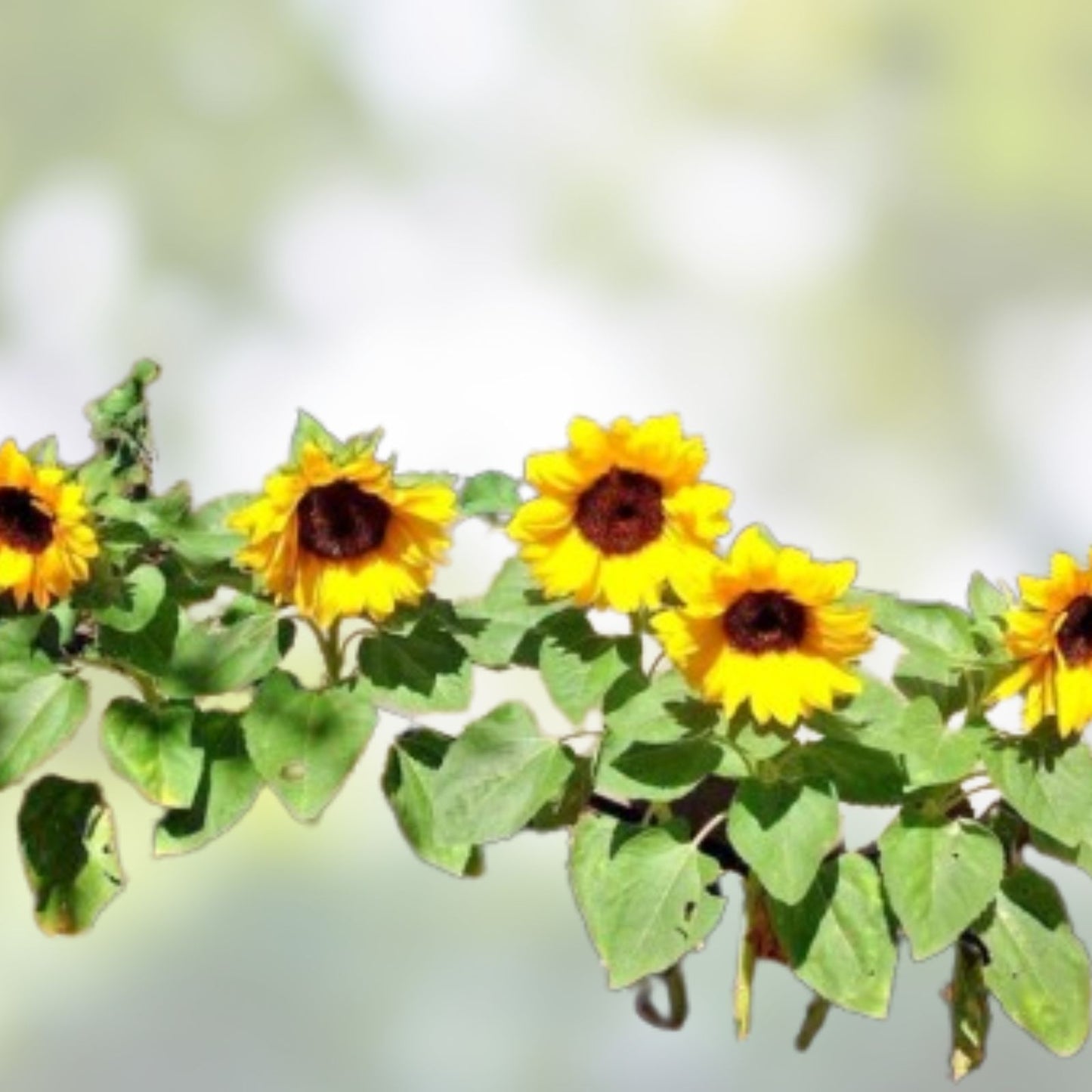 Dwarf Sunspot Sunflower Seeds 50 Count Exotic Flower Helianthus annuus Garden Planting Supplies