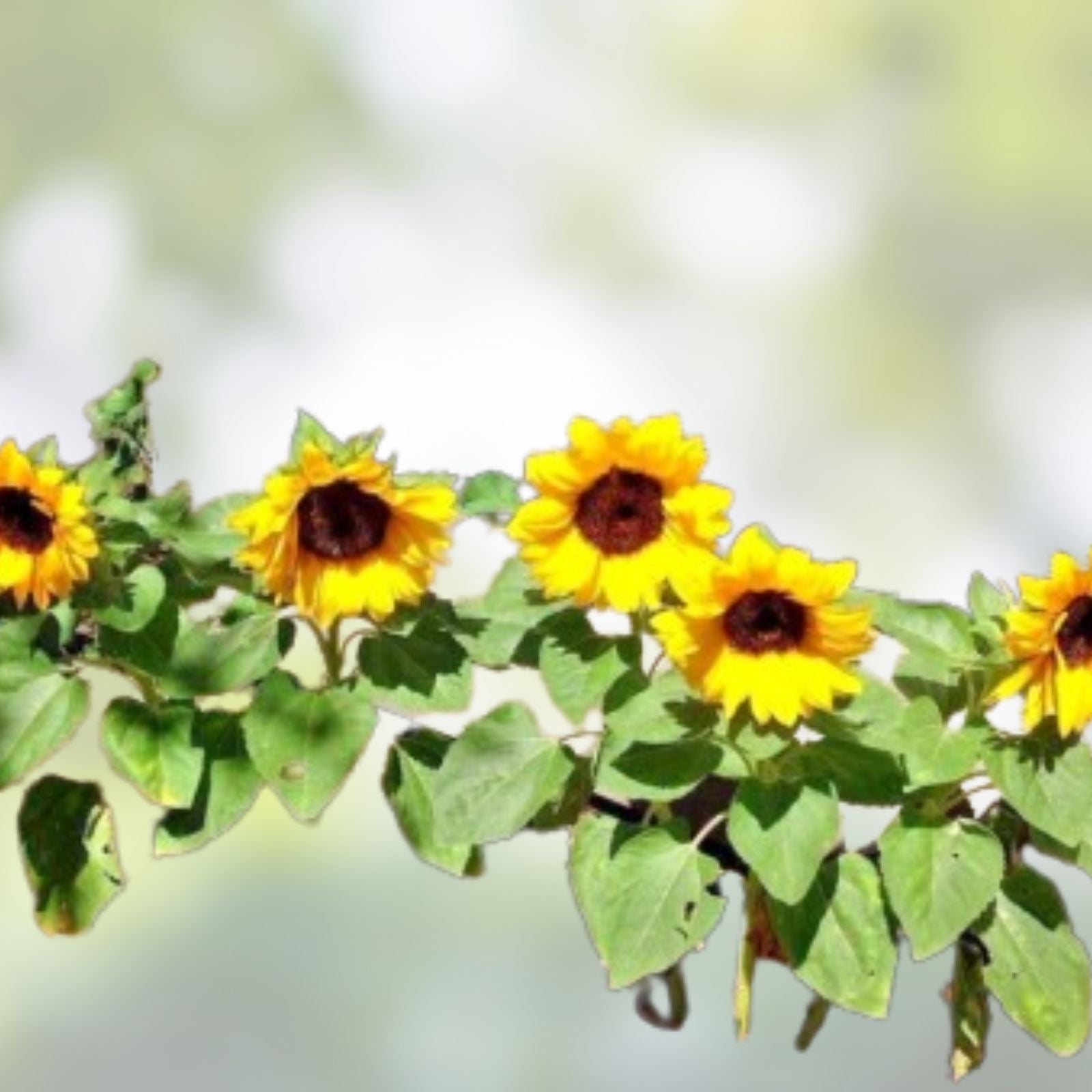 Dwarf Sunspot Sunflower Seeds 50 Count Exotic Flower Helianthus annuus Garden Planting Supplies