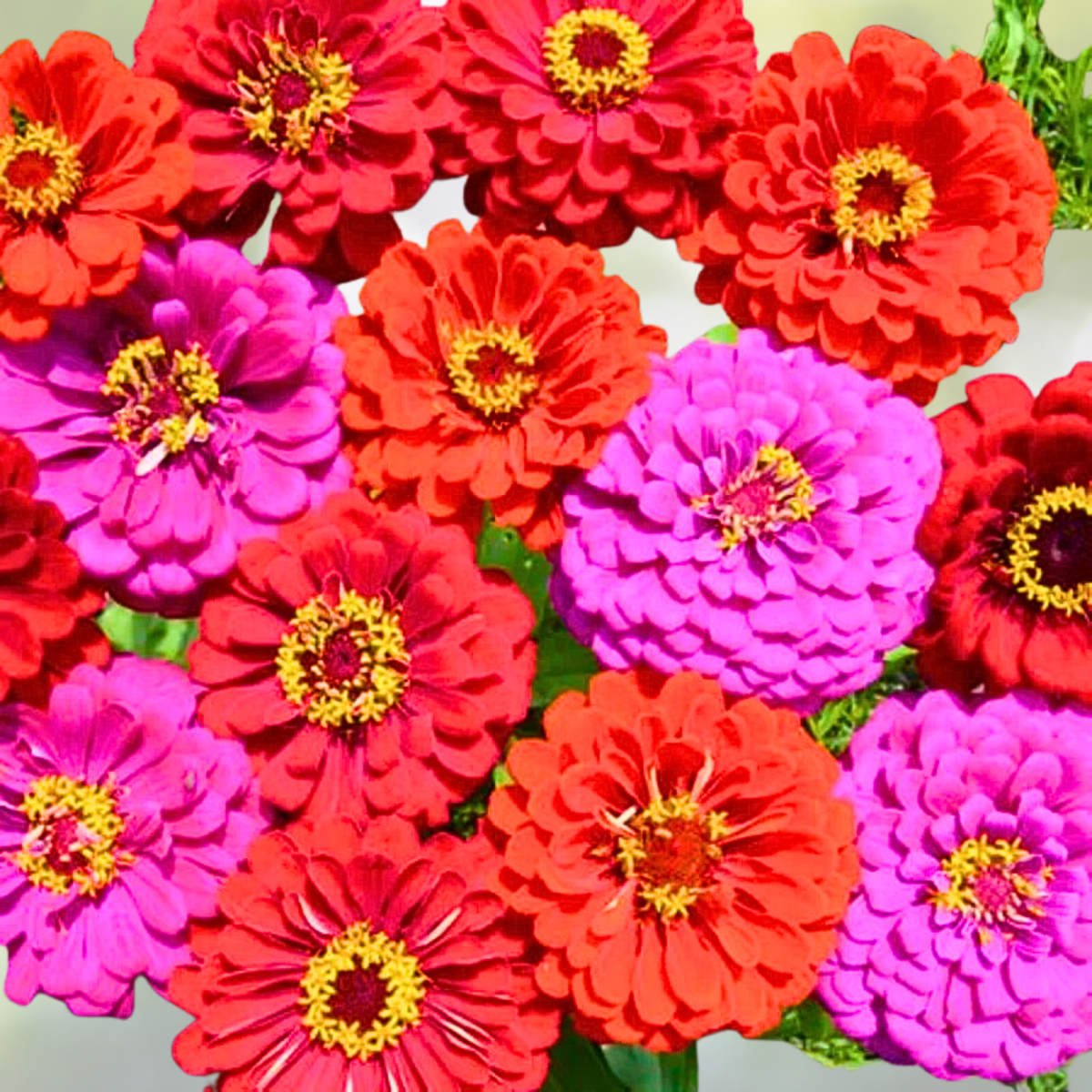 Zinnia Seeds - 200 Count - Merlot Fiery Red Purple Blooms - Attracts Hummingbirds & Butterflies - Zinnia elegans