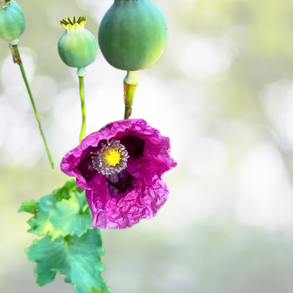 Poppy Seeds 500 Organic Qis Bowling Ball Pink Flowers Papaver somniferum Large Pods