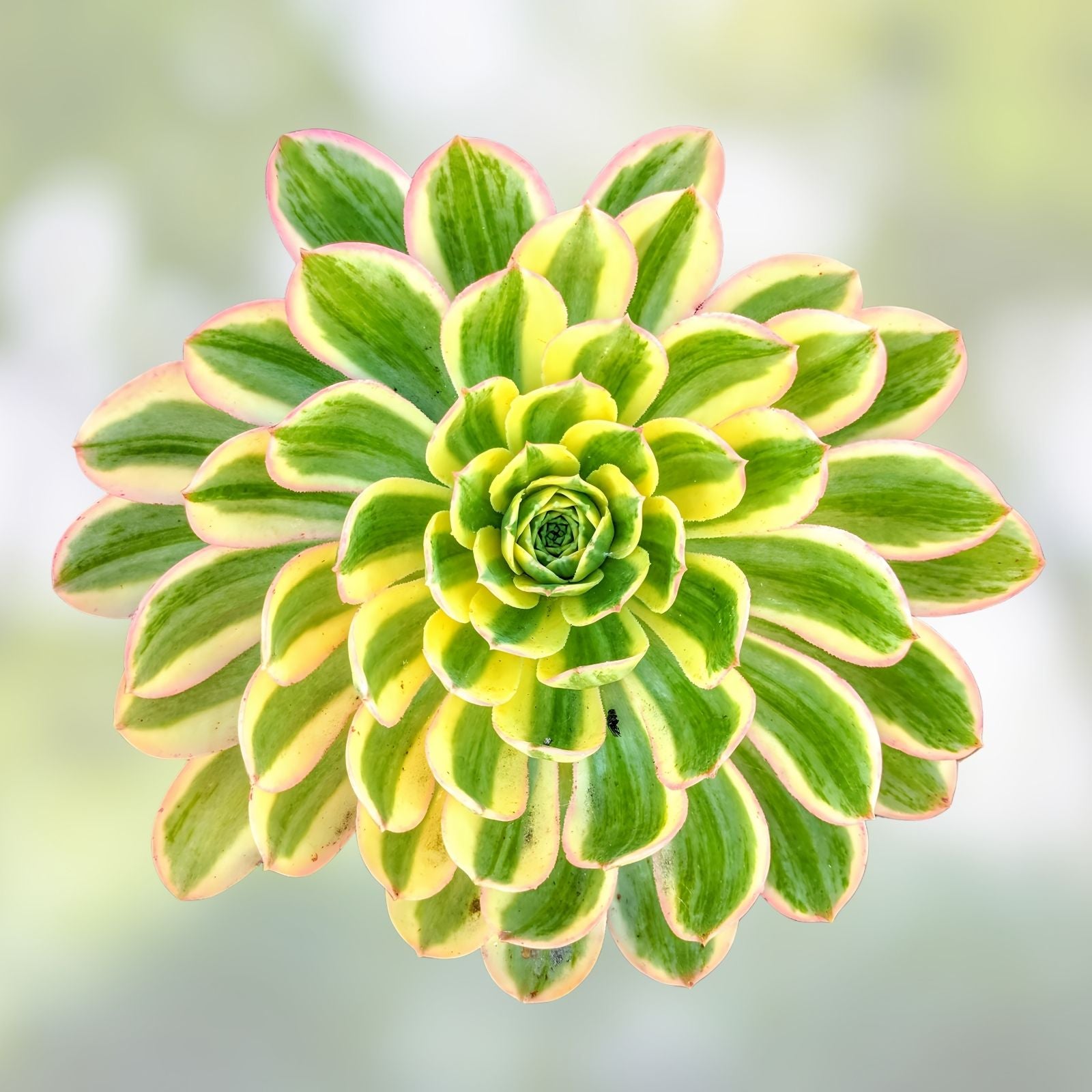 Aeonium 'Sunburst' Succulent Cutting - Colorful Variegated Indoor Plant for Terrariums and Gardening