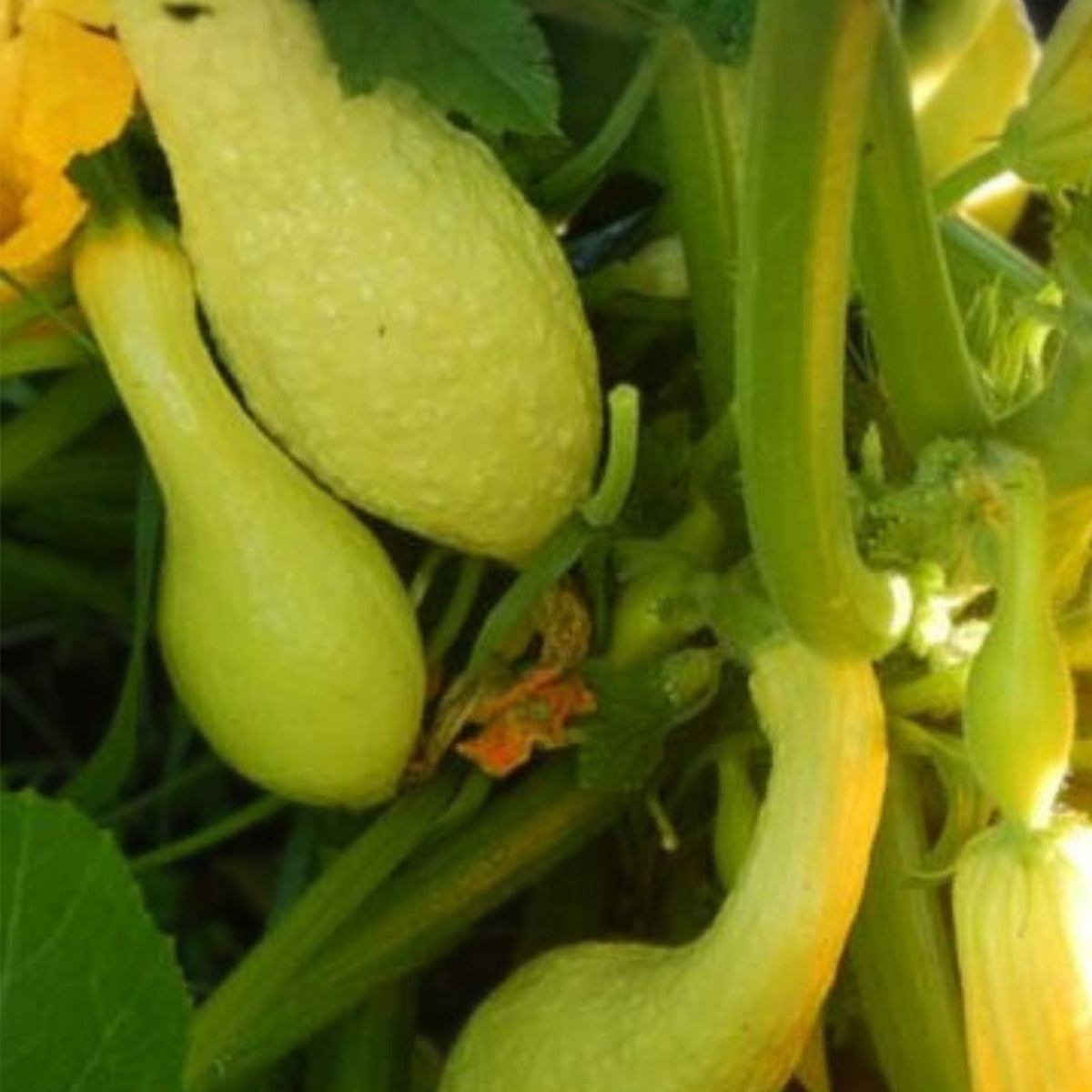 Golden Crookneck Squash Seeds - Heirloom Non-GMO 500 Seeds - Cucurbita pepo, Organic, Vegetable Garden Planting Seeds