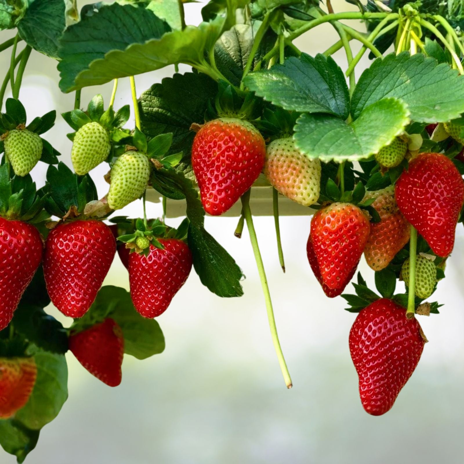 Allstar Junebearing Strawberry Plants - 3 Bare Root Perennials, Sweet Berries (Fragaria × ananassa) - Full Sun