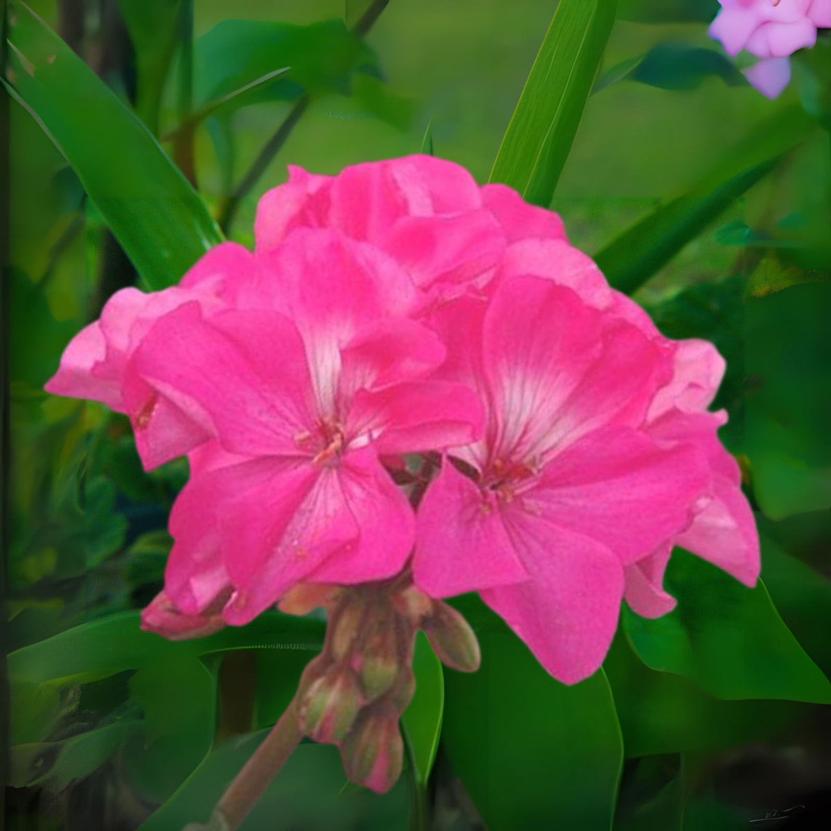 30 x 6" Hardy Fragrant Pink Flower Geranium Cuttings - Pelargonium spp. Fresh Plant Cuttings for Garden or Indoor Use