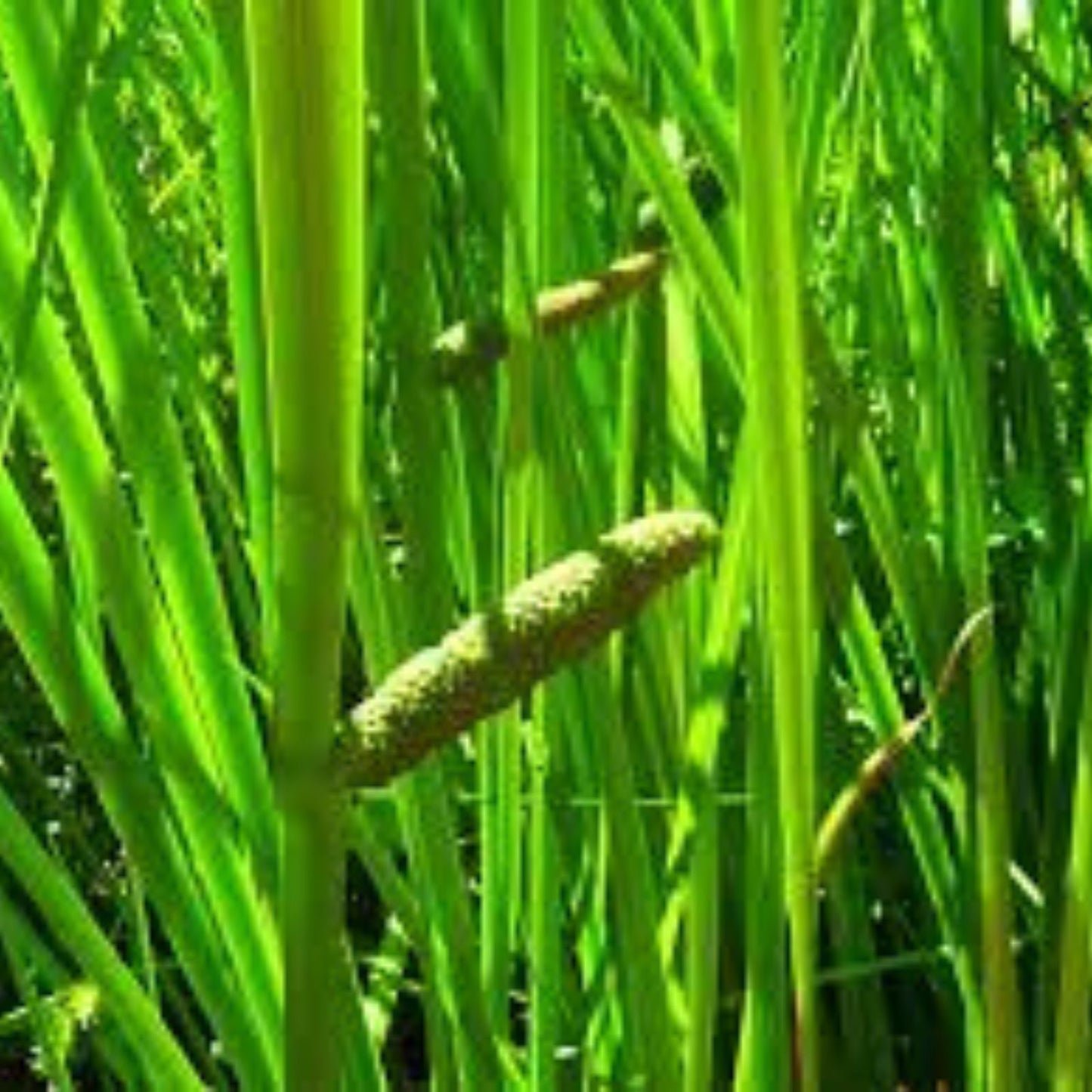 50 Sweet Flag Native Seeds for Planting, Acorus americanus, Wetland Aquatic Perennial, Natural Landscaping, Native Wetland Plants