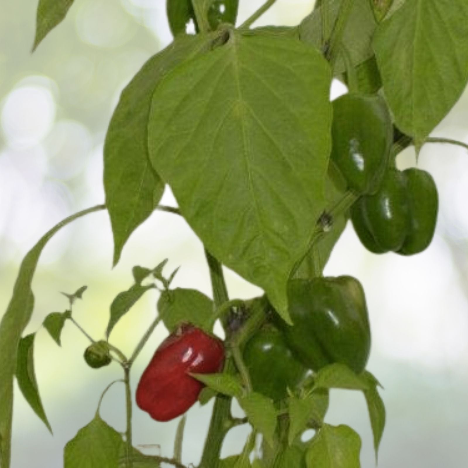 Organic California Wonder Bell Pepper Seeds - 50+ Fresh Seeds for Garden - Capsicum annuum