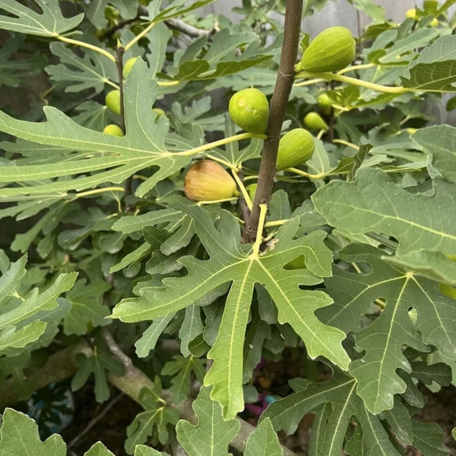 Fico Bianco Siciliano Cutting 3 Nodes Over 8 Inches Ficus carica Edible Fig Plant