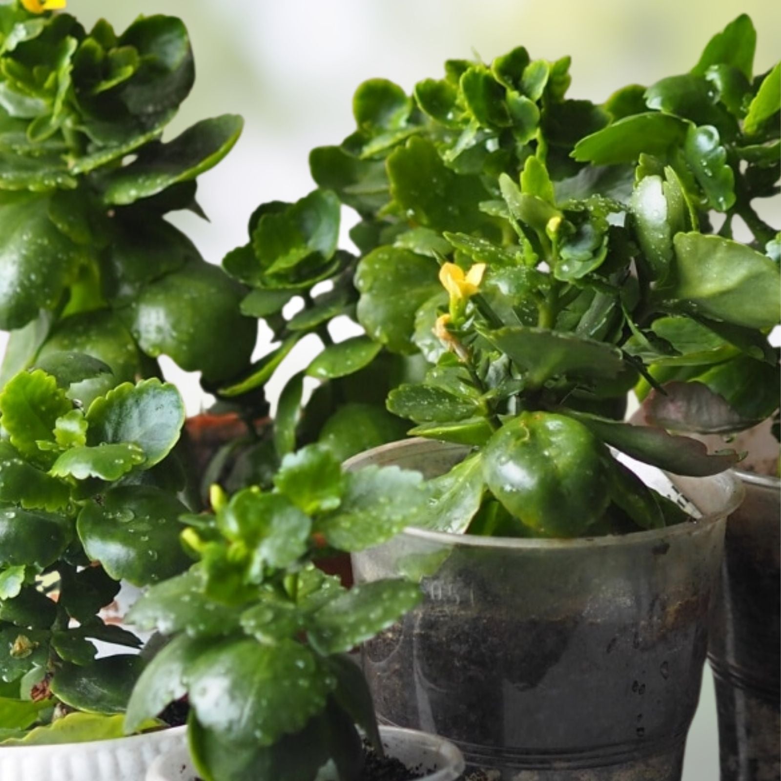 Succulent Cuttings x 3, White Kalanchoe Blossfeldiana, Live Plant Propagation Cuttings for Gardening and Indoor Decor