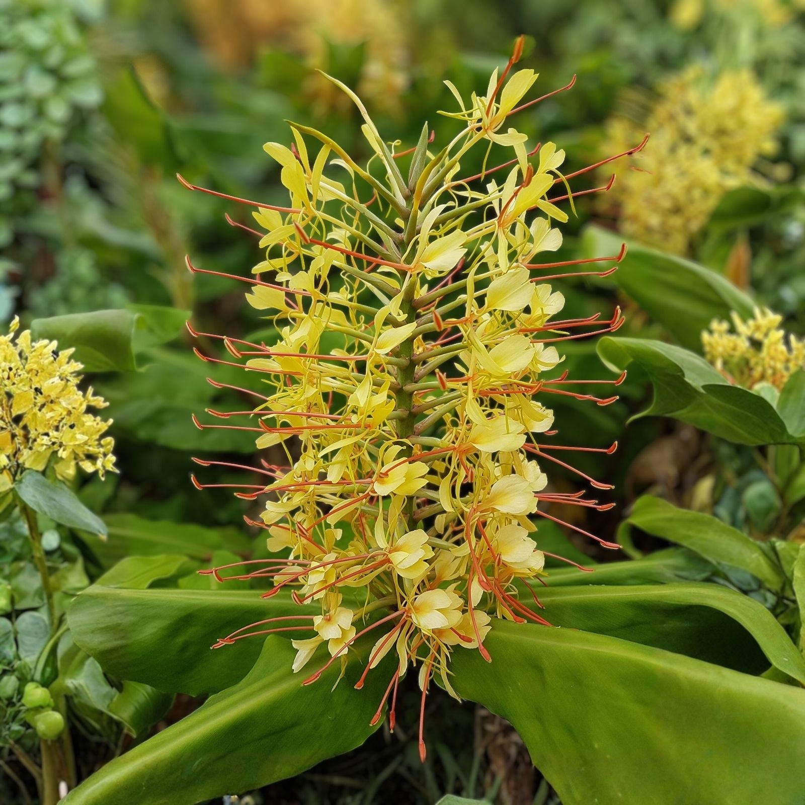 Yellow Spiral Ginger Rooted Cuttings 3 Pack | Dimerocostus strobilaceous Hawaii Grown Tropical Plants