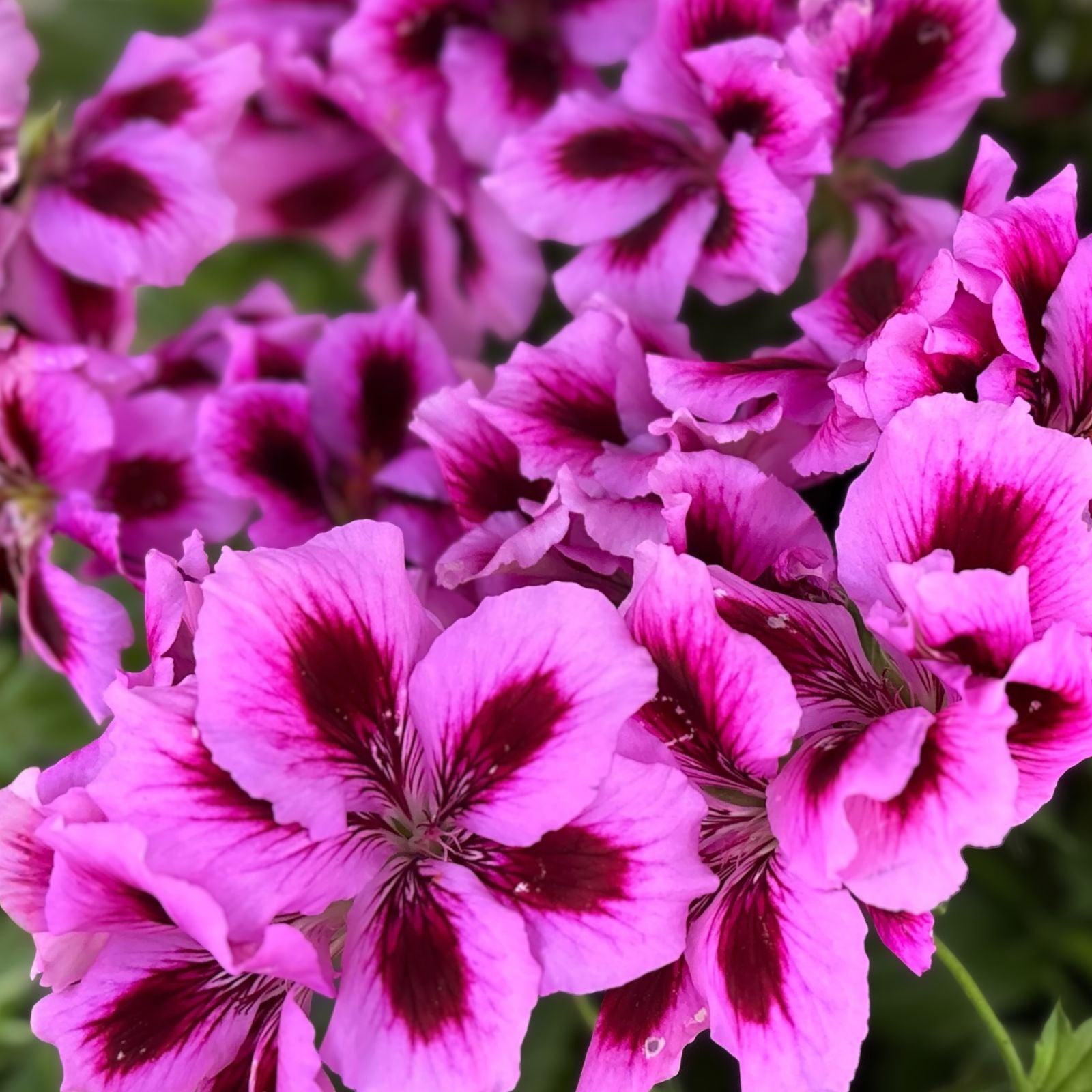 Rare Pink and White Streaks Geranium Live Plant - 10 Inches - Perennial - Pelargonium hortorum