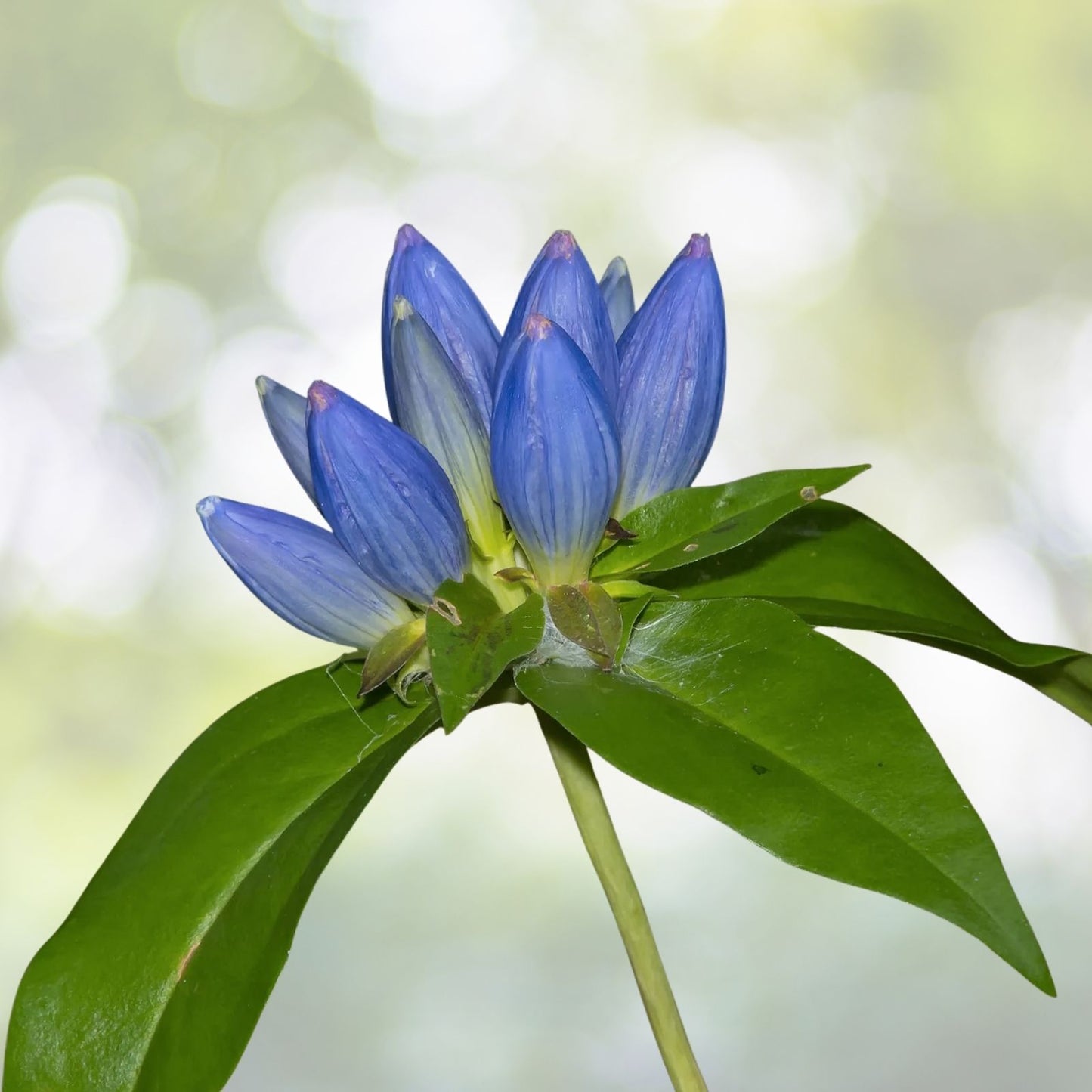 Blue Bottle Gentian Seeds - 200+ Count, Gentiana andrewsii, Wildflower Seeds, Perennial Garden Planting