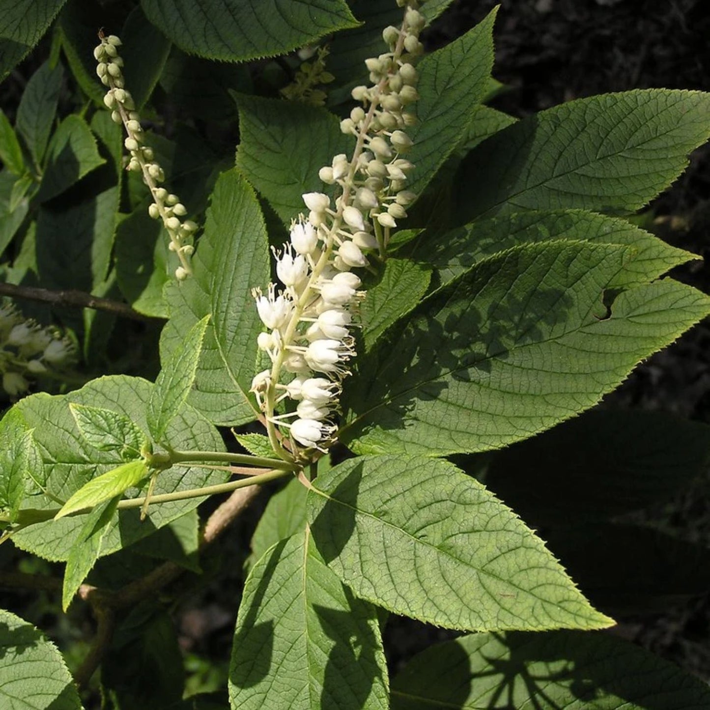 Mountain Pepper Bush Seeds - 30+ Count - Clethra acuminata - Aromatic Shrub Seeds - Native Plant Gardening