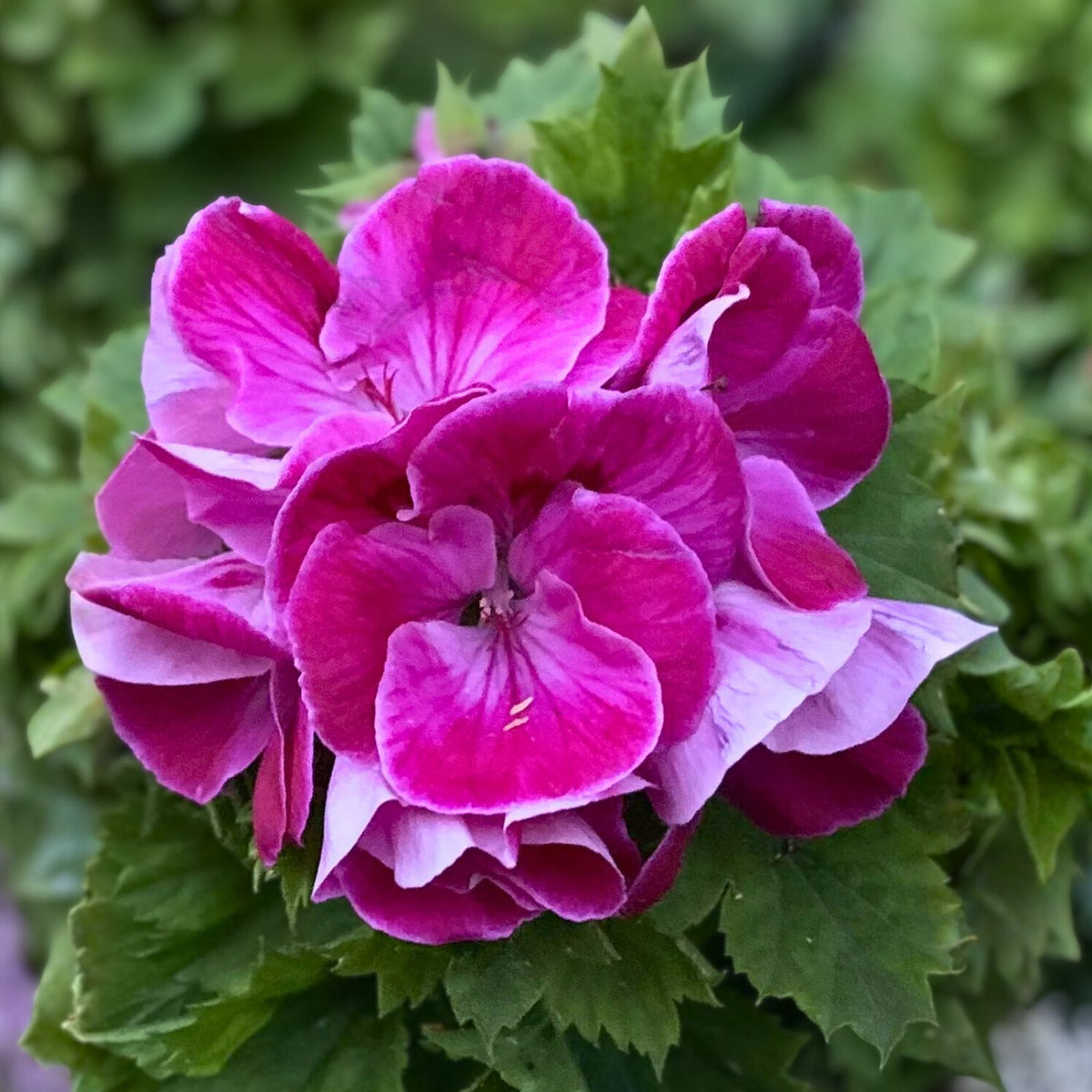 Live Pelargonium Plant - 8-Inch Rare Purplish Pink Geranium in Pot - Indoor/Outdoor Houseplant - Ideal for Home Decor