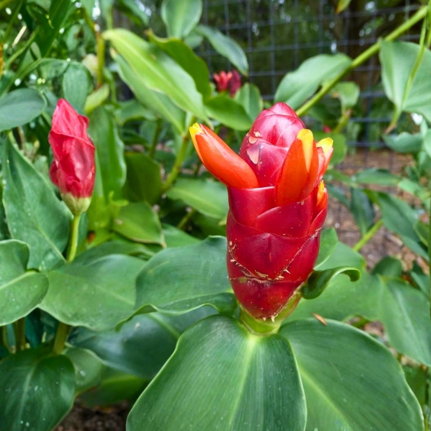 Red Button Ginger Plants - 2x Tropical Shade-Loving, Easy Care with Unique Red Flowers, Costus woodsonii