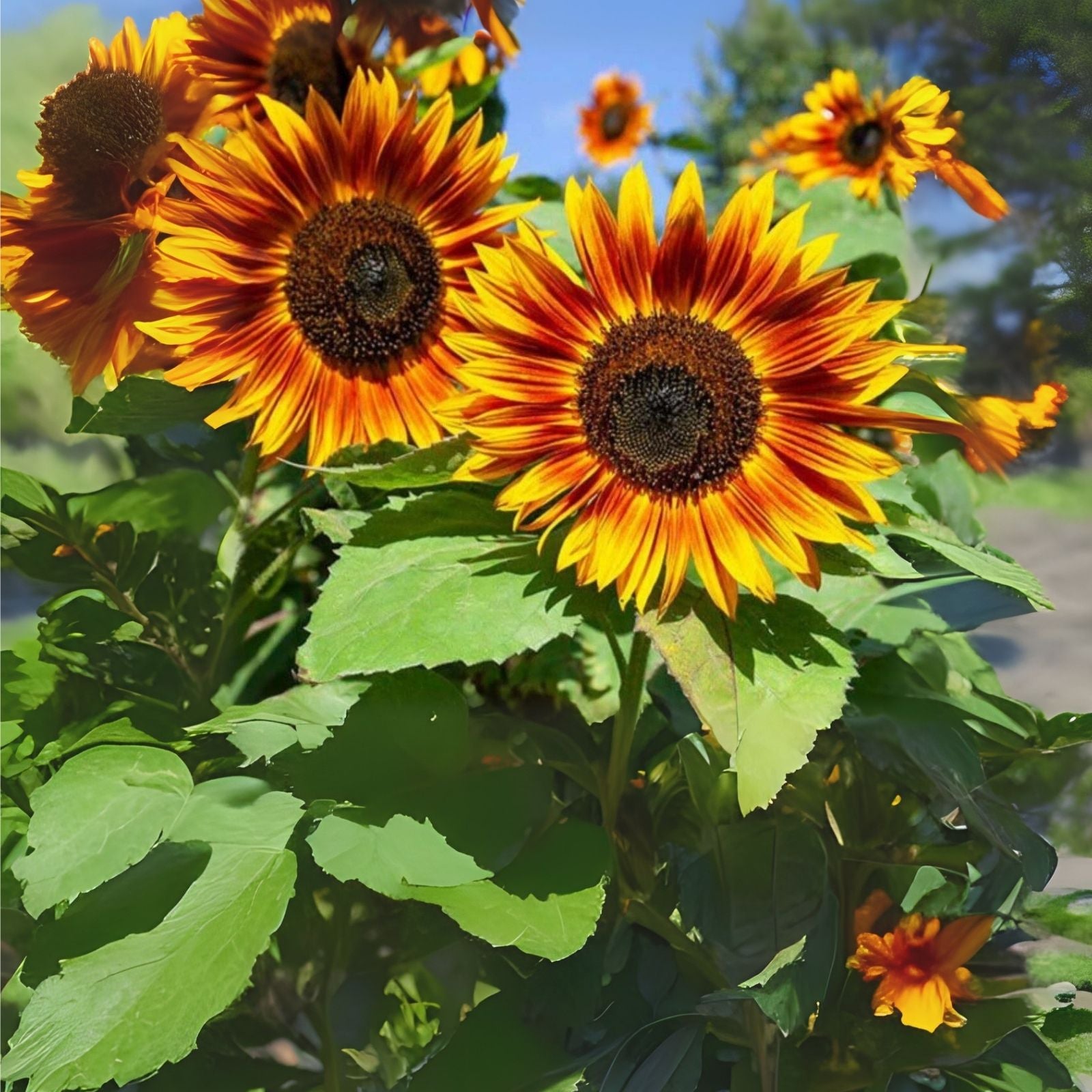 RattleFree Sunflower Seeds 50 Count | Heirloom Red Sun Sunflowers | Non-GMO | Helianthus annuus