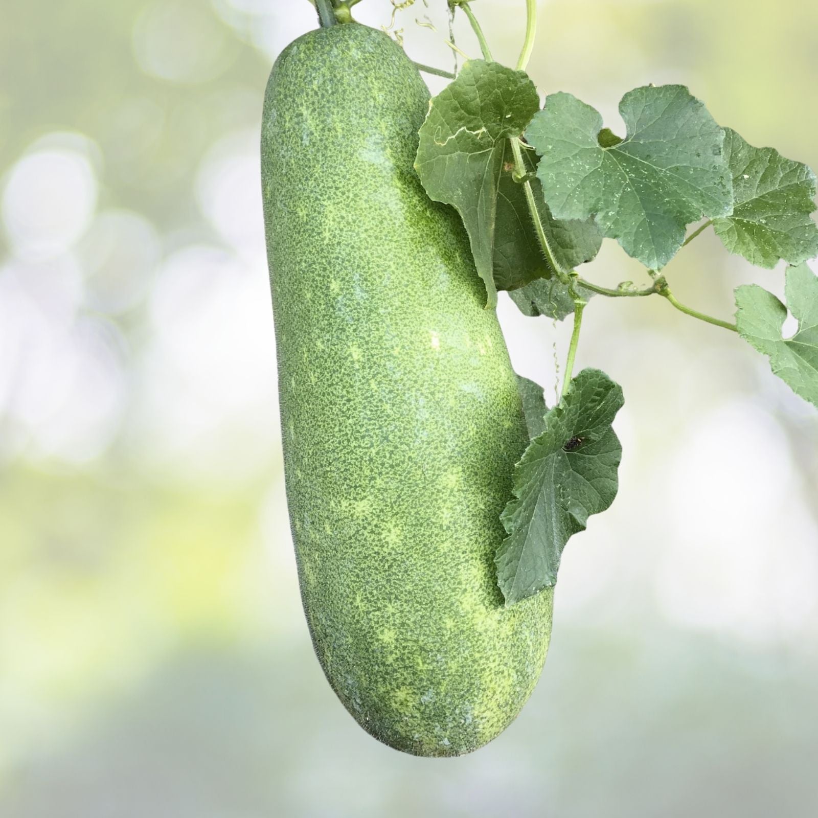 Wax Gourd Seeds - 20+ White Ash Gourd Winter Melon Dong Gua (Alu) Puhul - Heirloom Vegetable Seeds for USA Garden