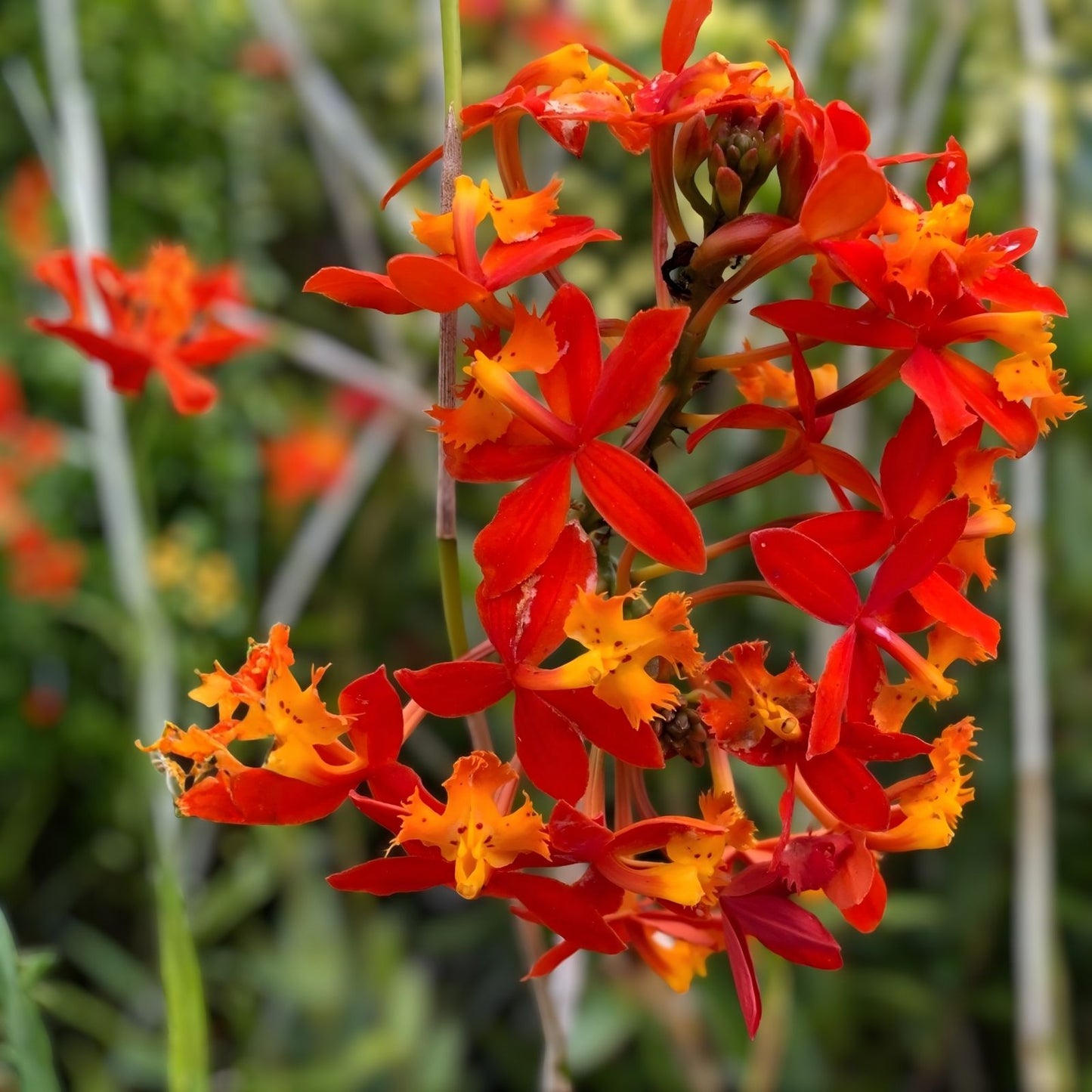 Epidendrum Radicans Orange Orchid Cuttings - 2 Live Tropical Orchid Plants for Ground or Pot