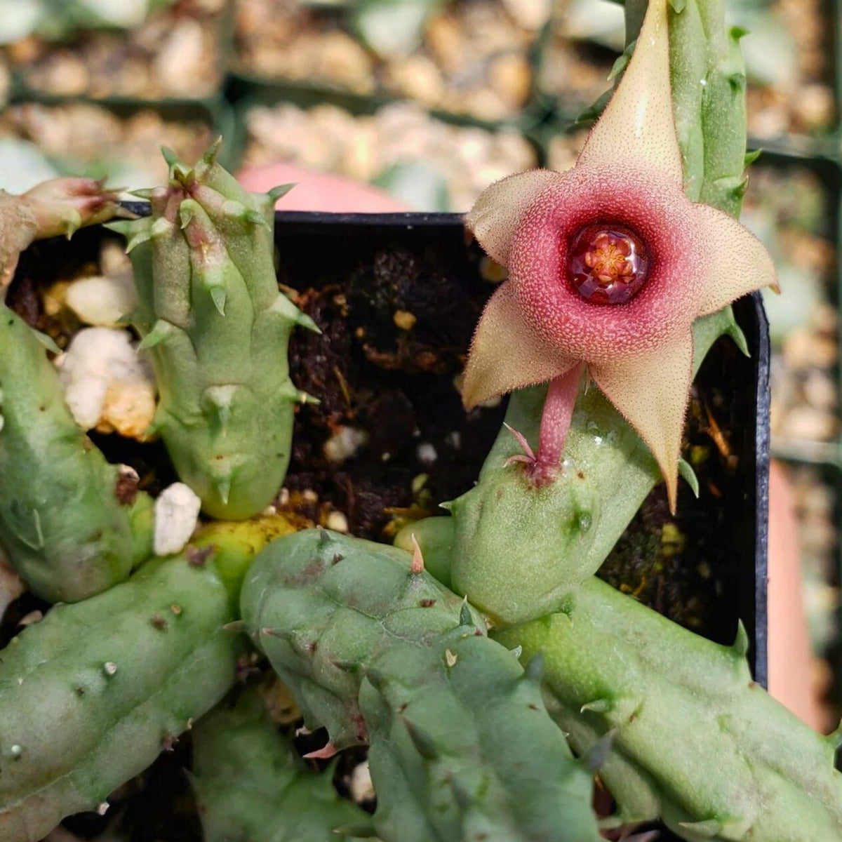 Unrooted Cuttings Huernia procumbens Succulent Plant | Starfish Flower Variety | Easy to Grow Succulent | Live Plant Cuttings