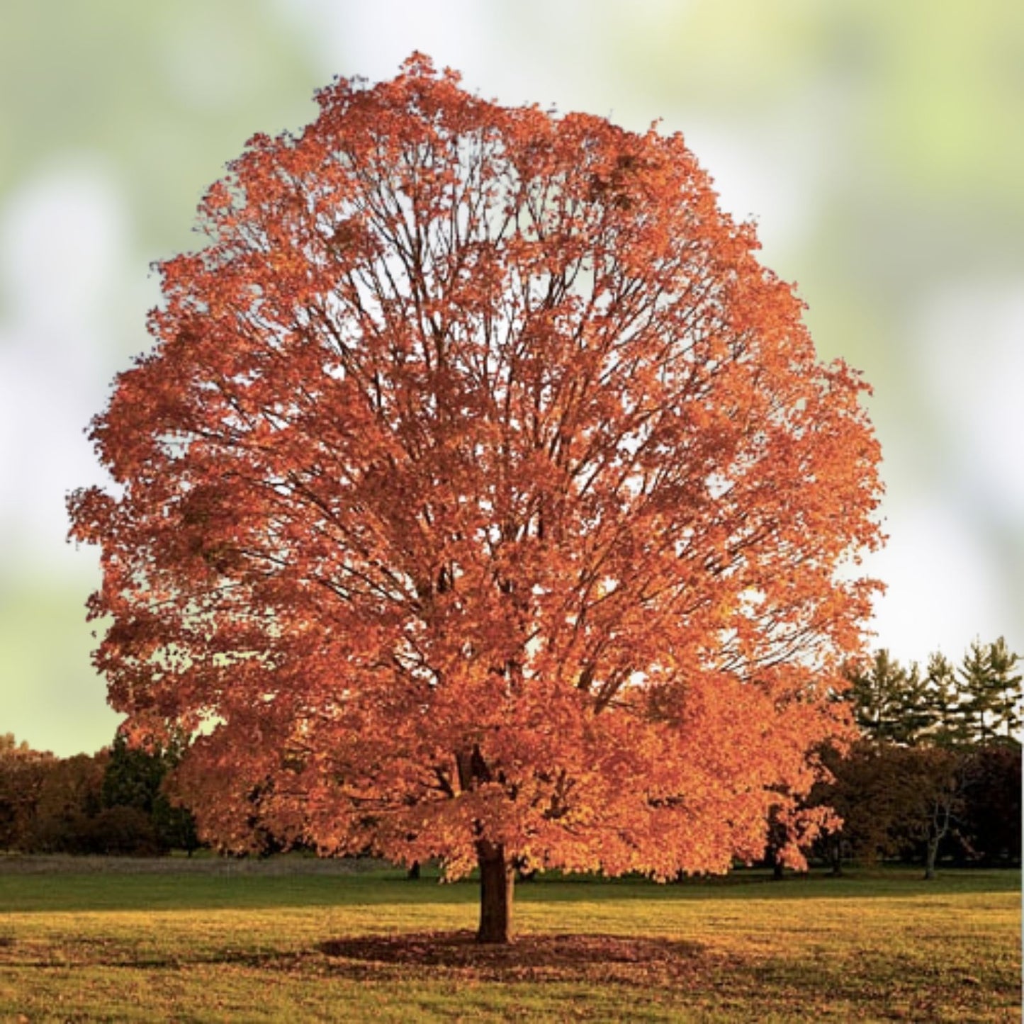 Sugar Maple Tree Seeds - 20+ Seeds with Vibrant Yellow Fall Leaves - Acer saccharum - Deciduous Tree Seeds