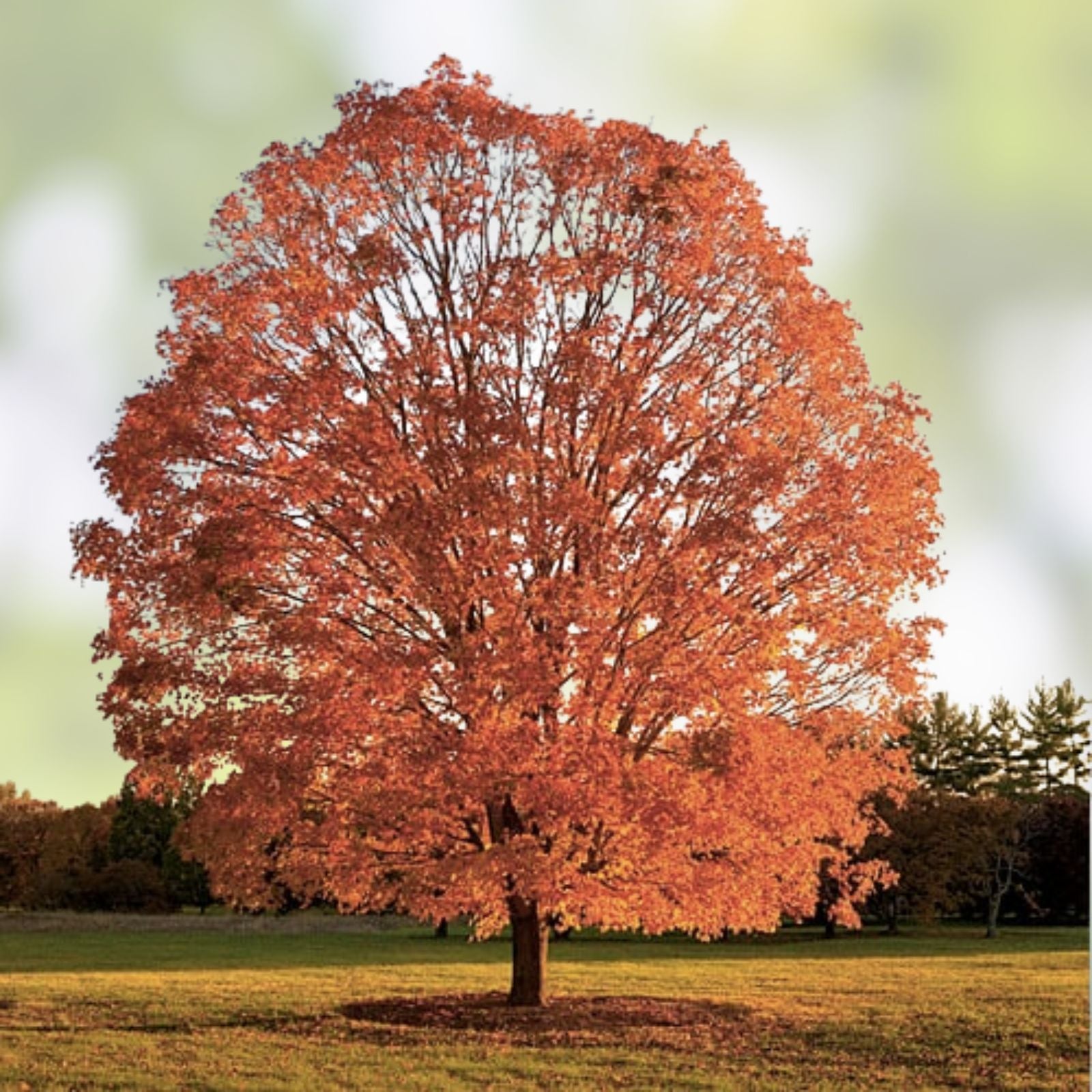 Sugar Maple Tree Seeds - 20+ Seeds with Vibrant Yellow Fall Leaves - Acer saccharum - Deciduous Tree Seeds