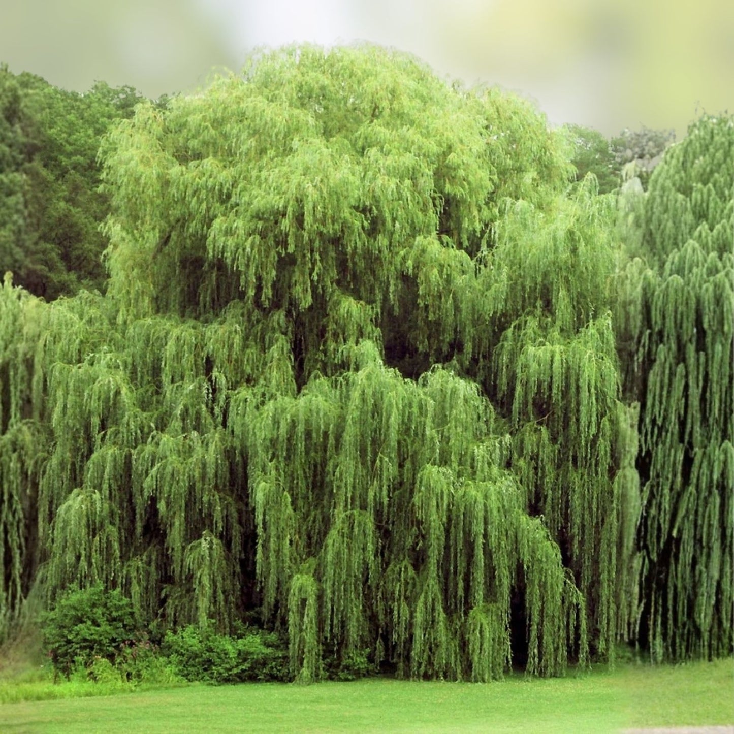 Weeping Willow Tree Cuttings - Fast Growing Salix babylonica with Arching Branches - Live Plant Propagation Material