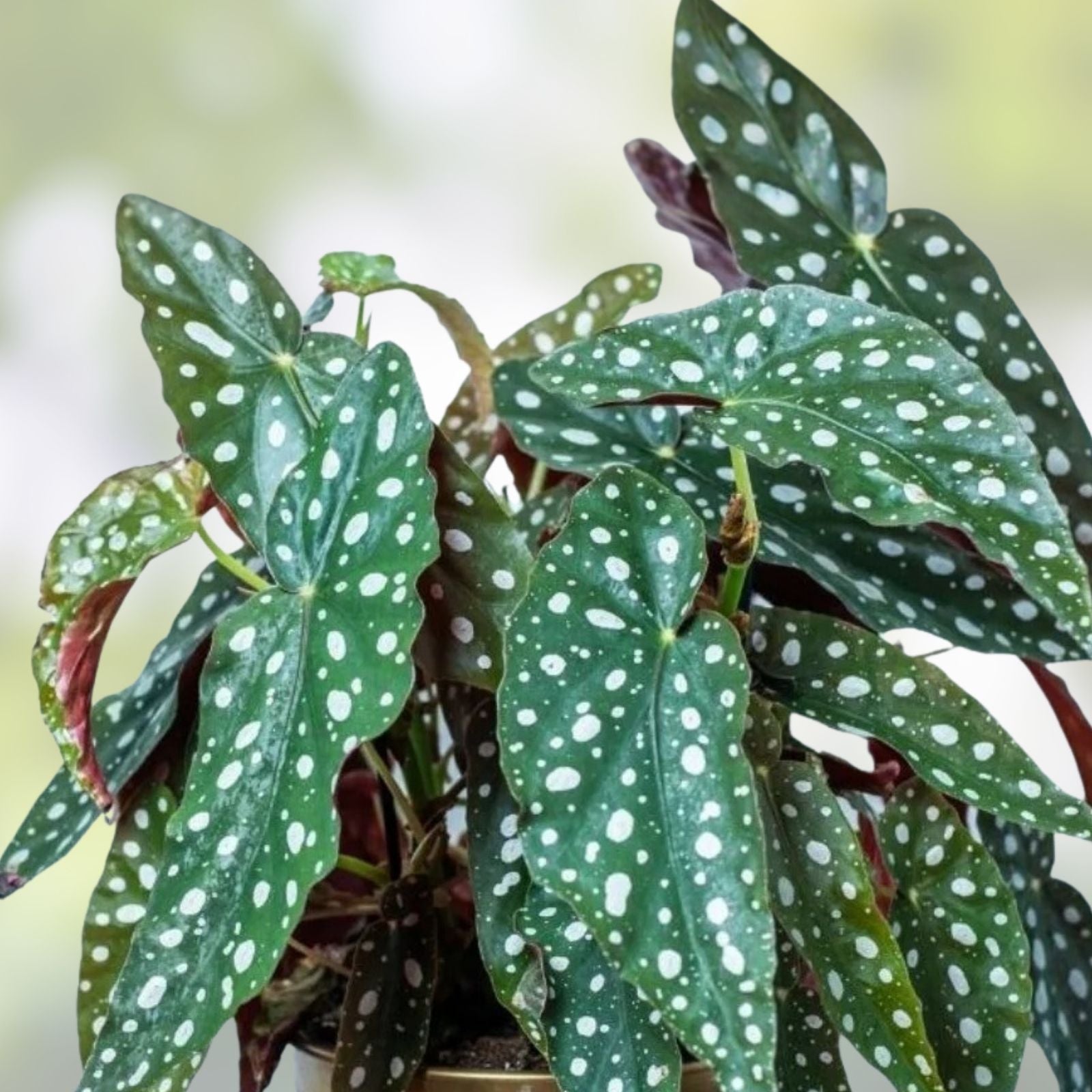 Polka Dot Begonia Live Rooted Cuttings - 2 Large Begonia Maculata Indoor Plants - Rare Houseplant - Foliage Plant