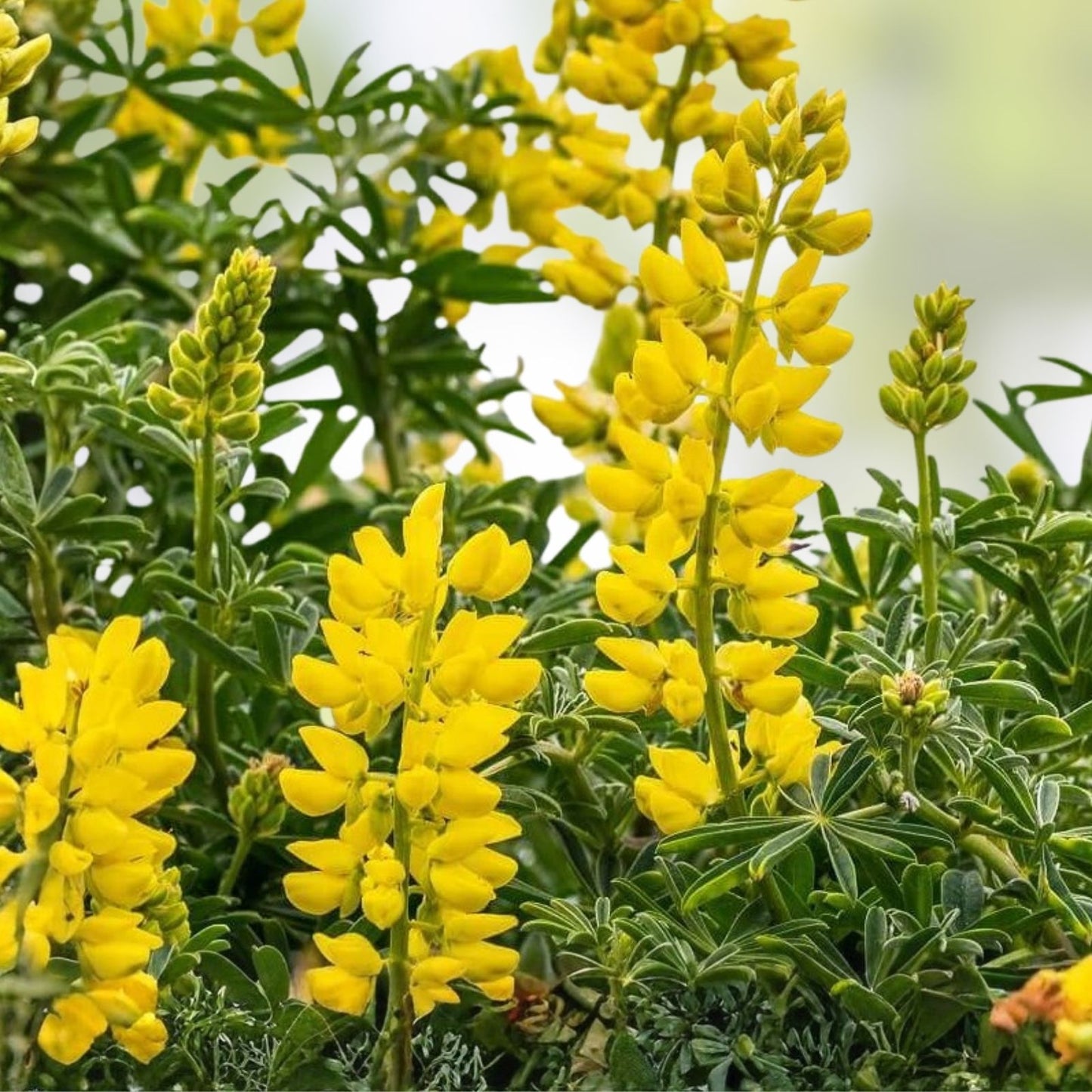 Lupine Seeds 500 Count Golden Yellow Flowers | Lupinus polyphyllus Perennial Flower Seeds