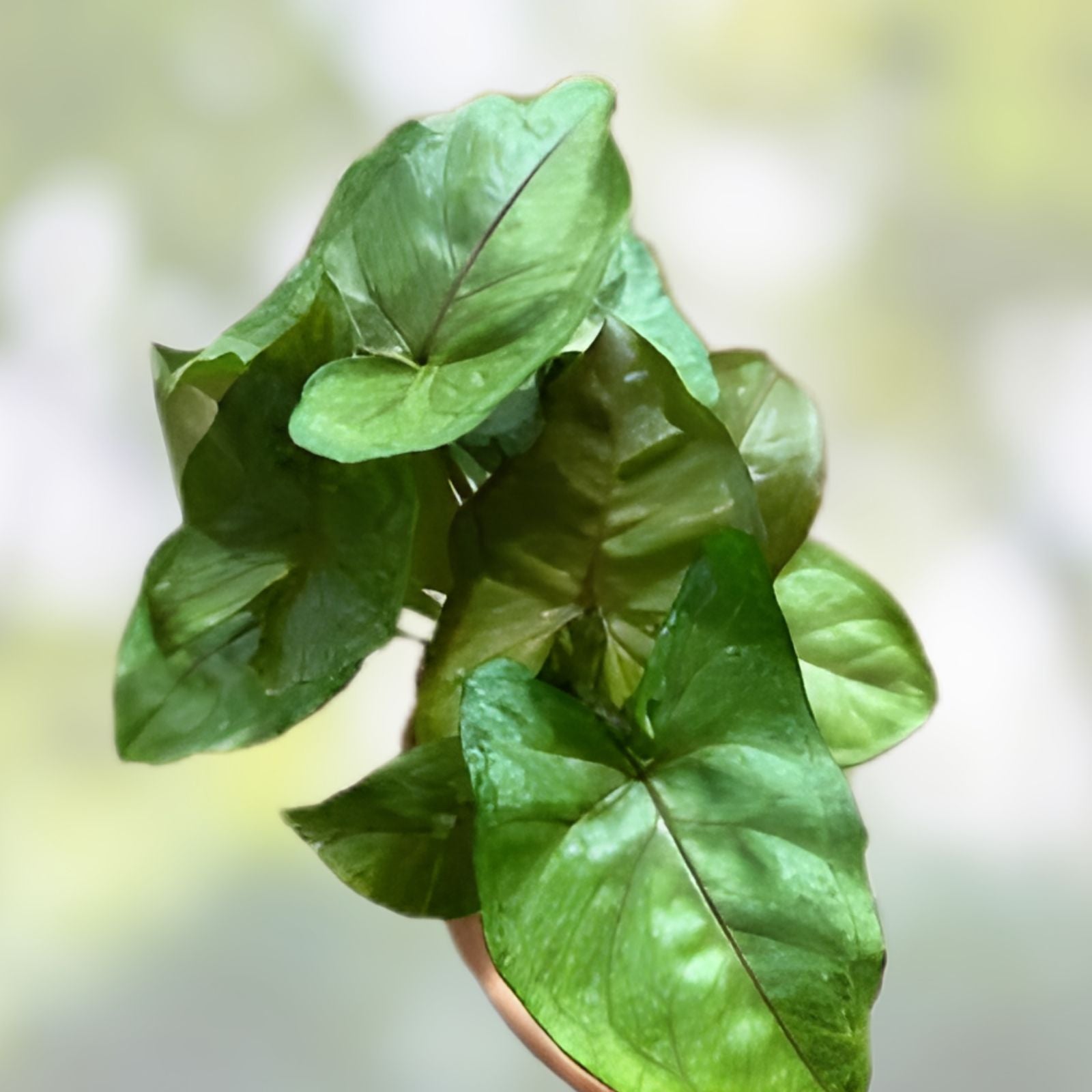 Syngonium 'Berry Allusion' Cutting - Rooted Live Indoor Houseplant, Easy Care, Syngonium podophyllum