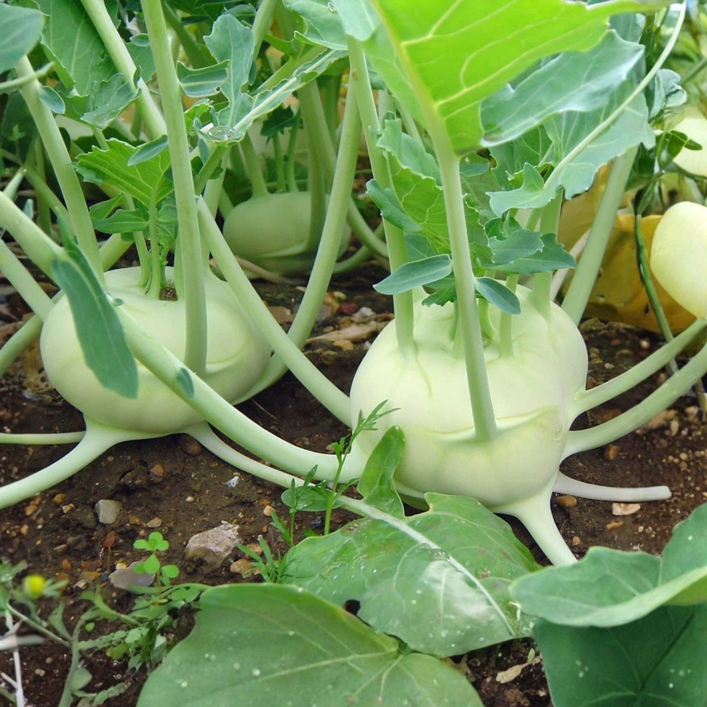 Kohlrabi Seeds 200+ Early White Vienna Brassica oleracea Cool Weather Vegetable Garden Seeds