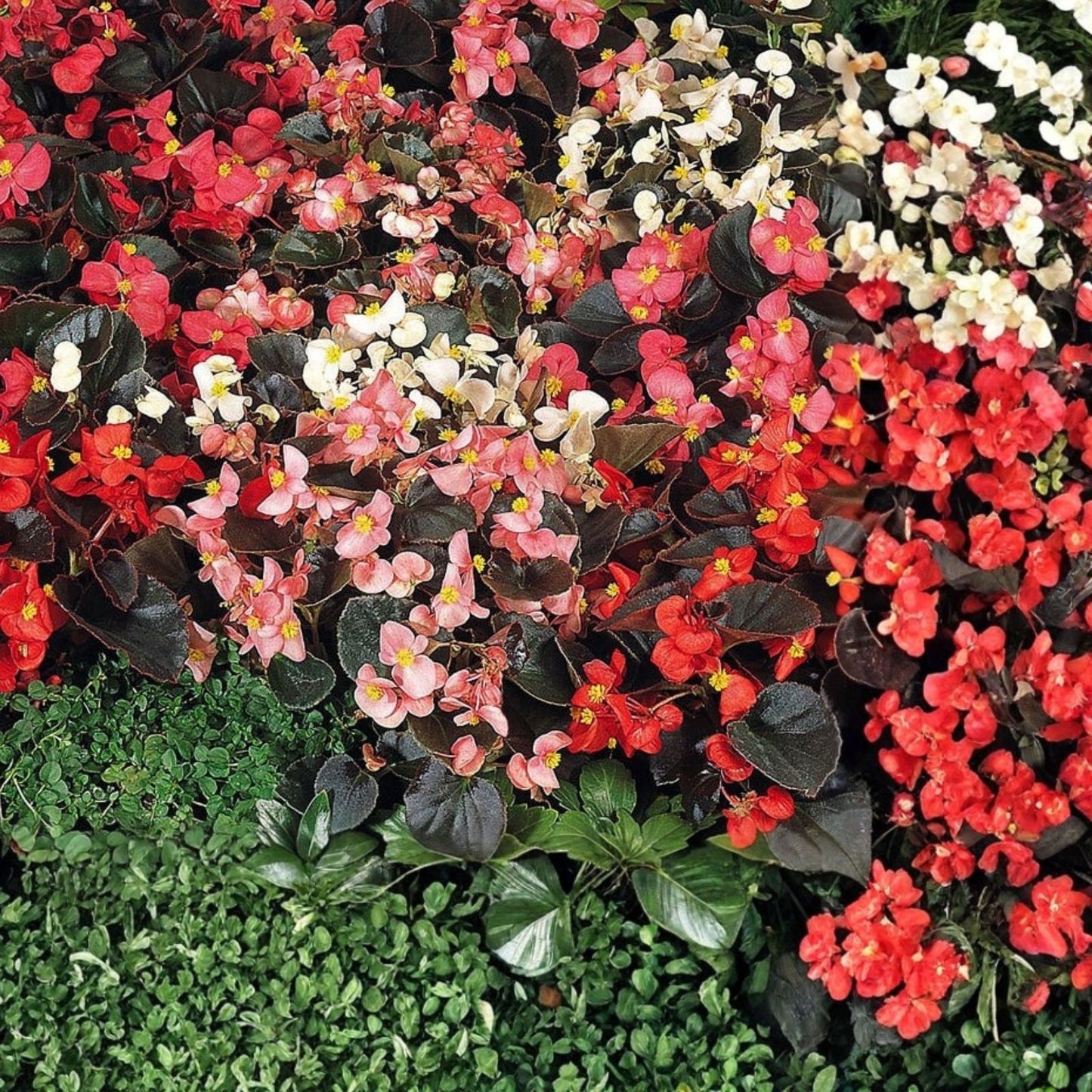 Begonia Seeds 45 or 125 Count Dreamscape Blend Non-GMO Flower Seeds Begonia spp.