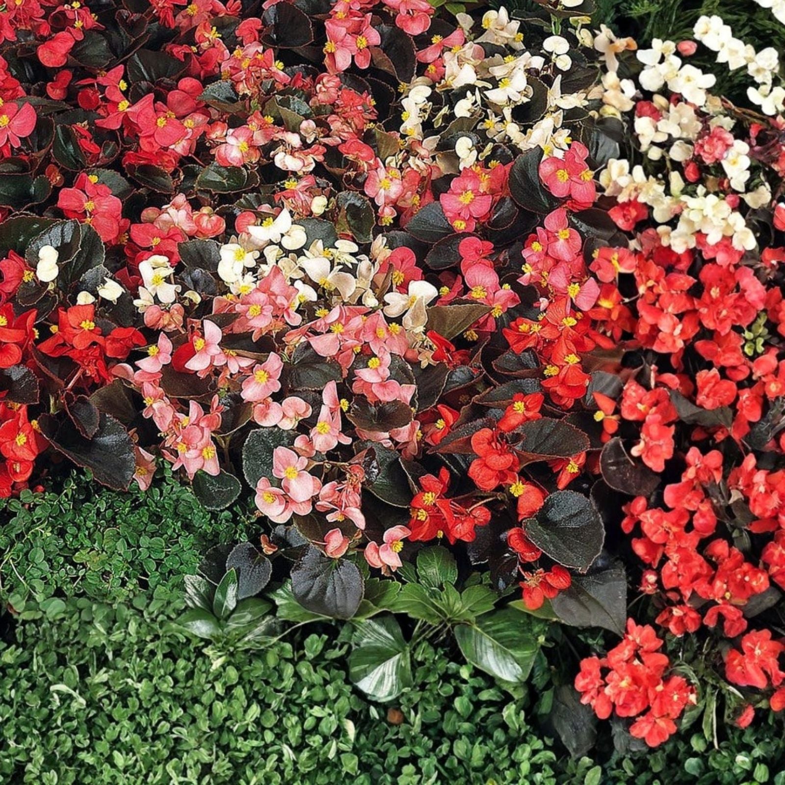 Begonia Seeds 45 or 125 Count Dreamscape Blend Non-GMO Flower Seeds Begonia spp.