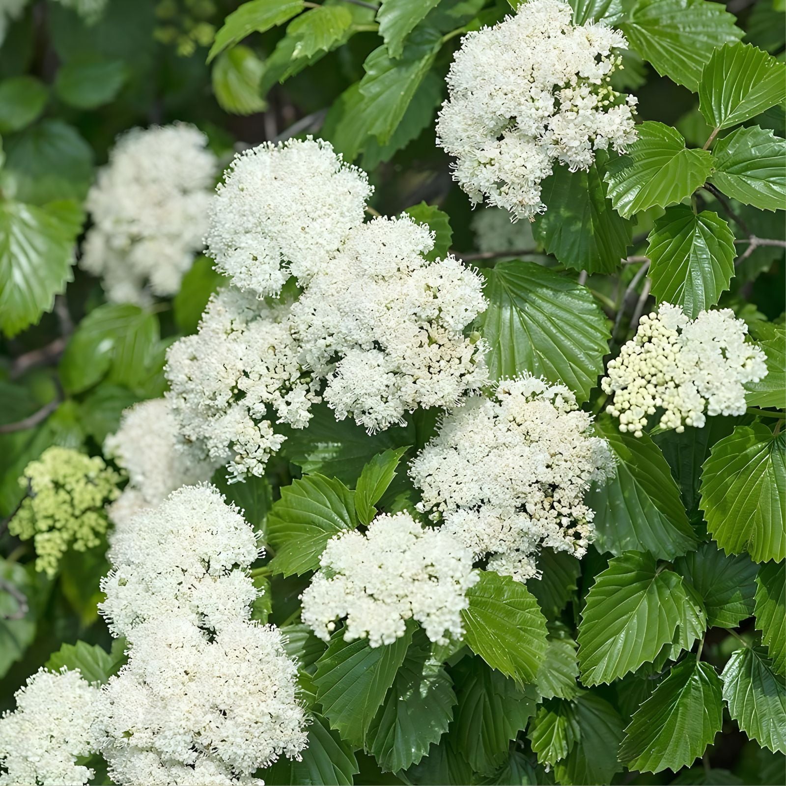 Arrowwood Viburnum Shrub Bare Root 8-12 Inches, Viburnum dentatum, Missouri Grown, Hardy Zones 5-9, Live Plant