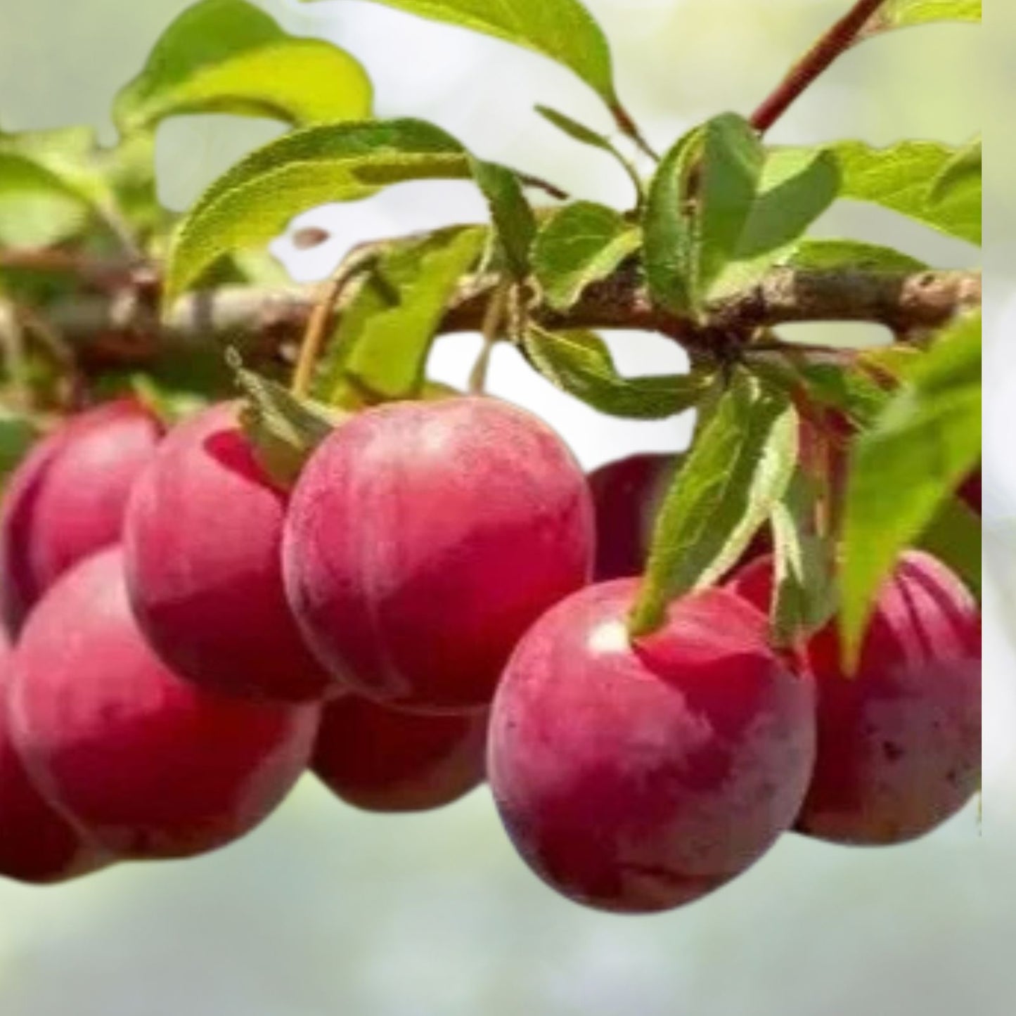 Fresh Unrooted Cuttings Plum Tree Organic - 12+1 Free - Perfect for Home Gardens, Prunus Domestica