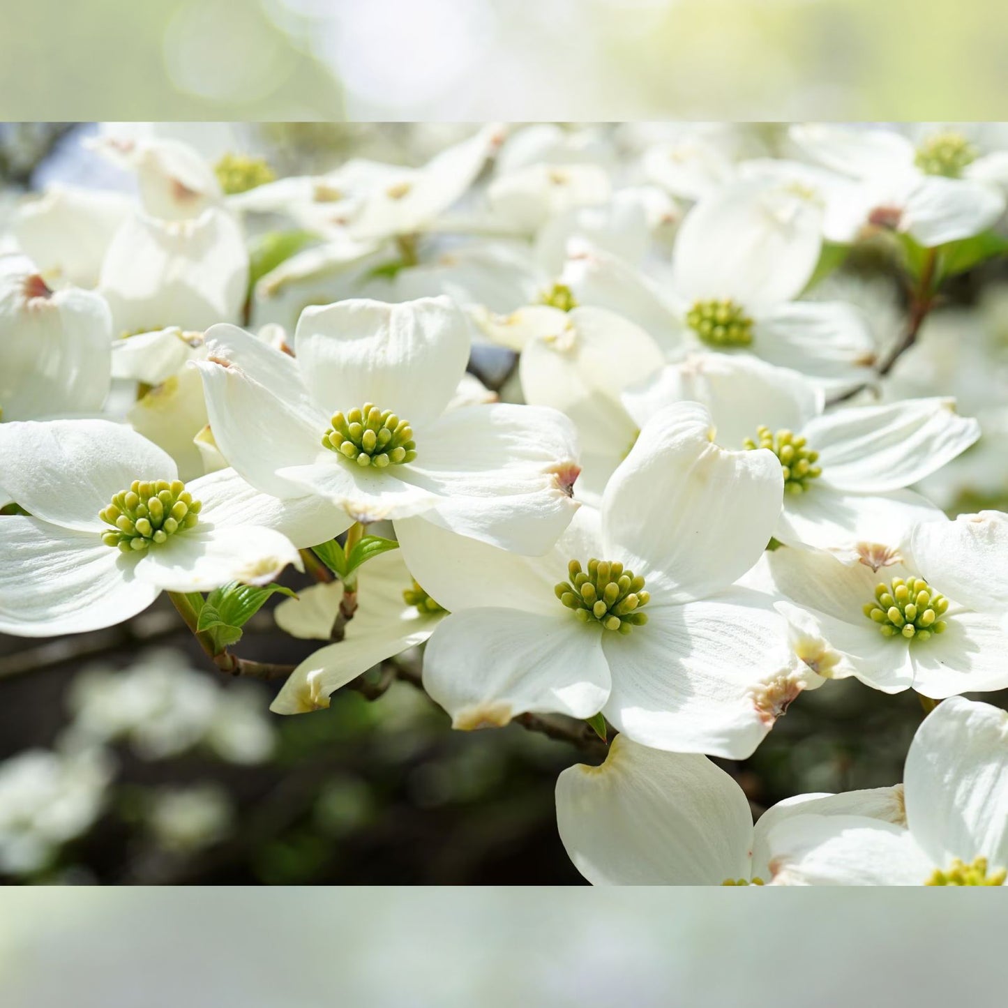 White Dogwood Trees 12-24in Bare Root Live Plant Cornus florida - 3 Pack, Showy White Blooms, Attracts Birds & Butterflies