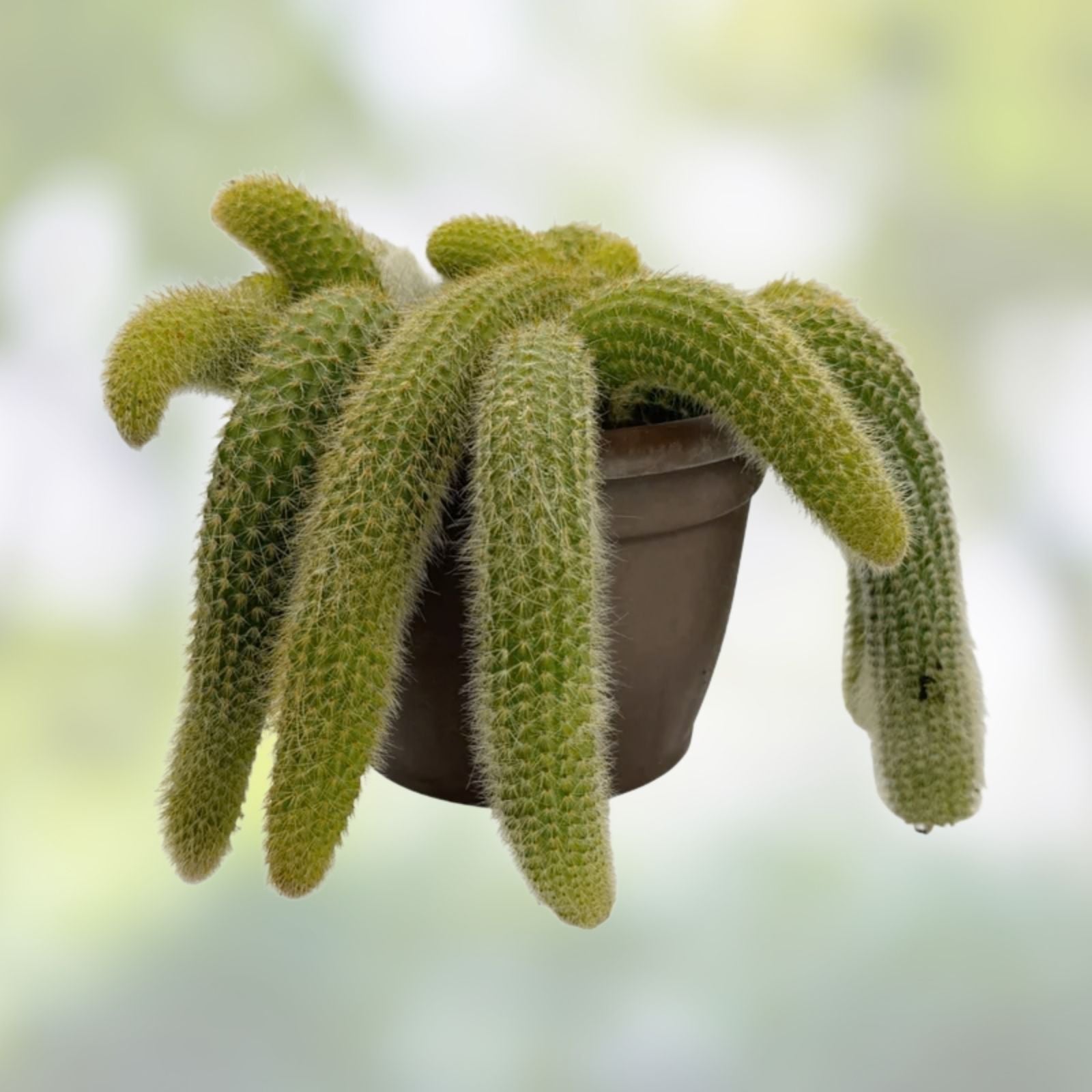 Monkey Tail Cactus Cuttings - 3 Naked Root Clippings - Unique Cleistocactus colademononis Variety